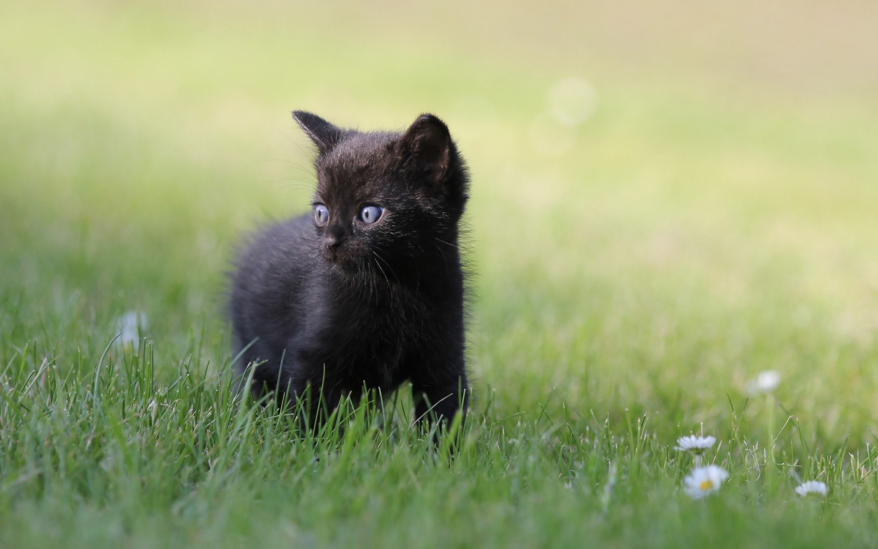 Котики черные милые фото