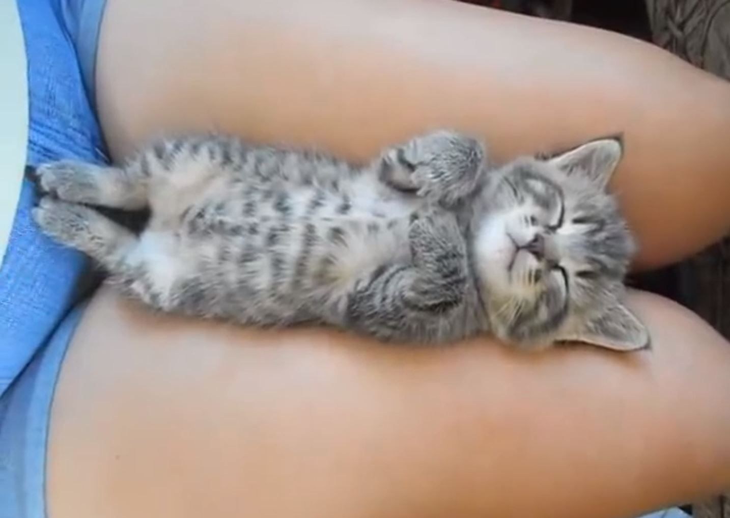 Смотрит киску спящей. Спящие котята. Котенок засыпает. Сонный котик.