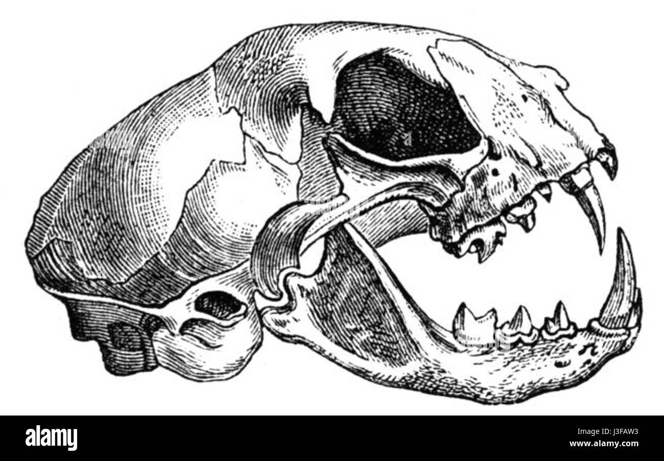 Класс млекопитающие череп. Кошачий череп сбоку. Череп кошки вид сбоку. Отряд непарнокопытные череп. Череп кошки анатомия.