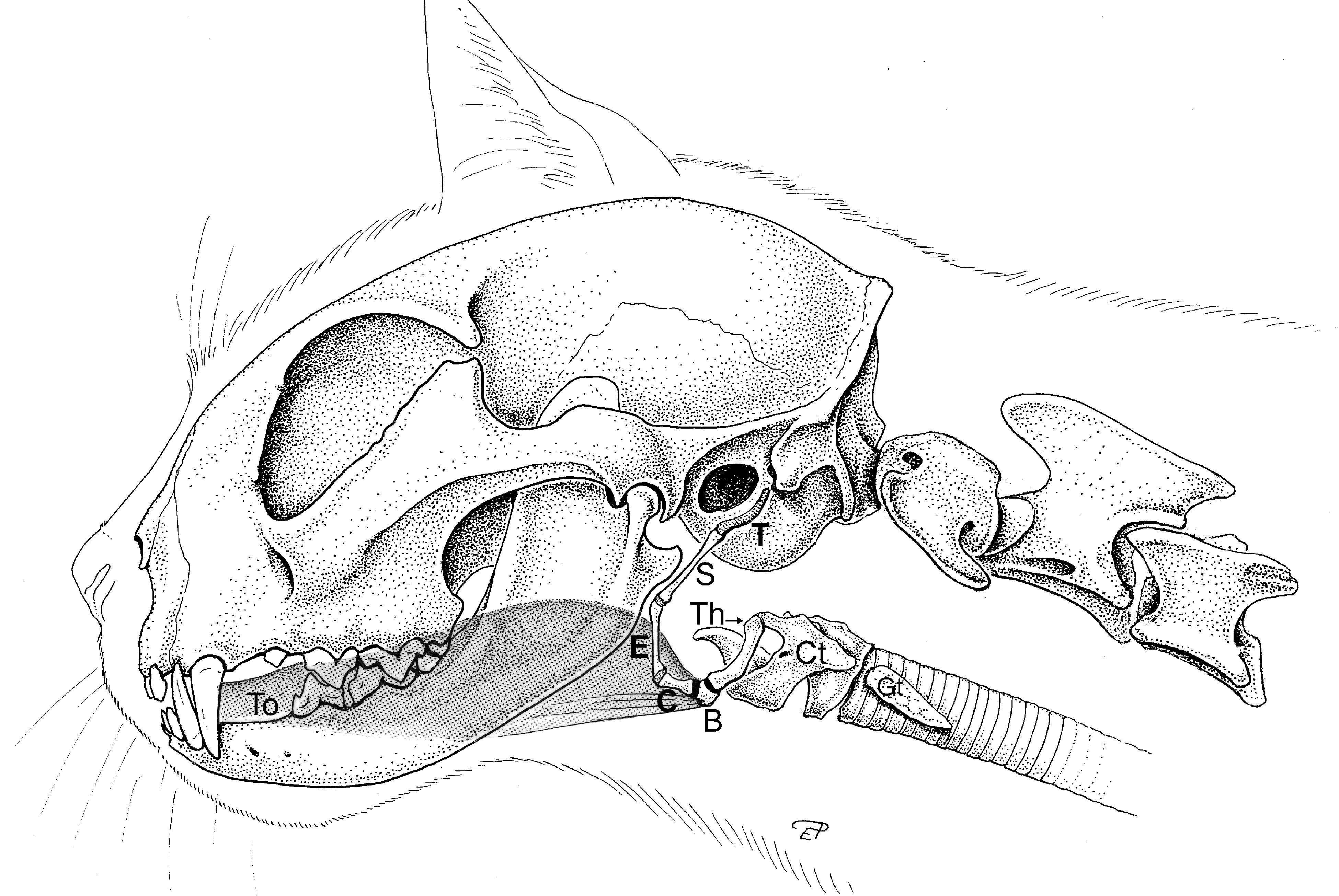 Гортань кошки. Подъязычные кости кошки. Подъязычная кость собаки. Анатомия костей черепа кошки. Подъязычная кость кошки анатомия.