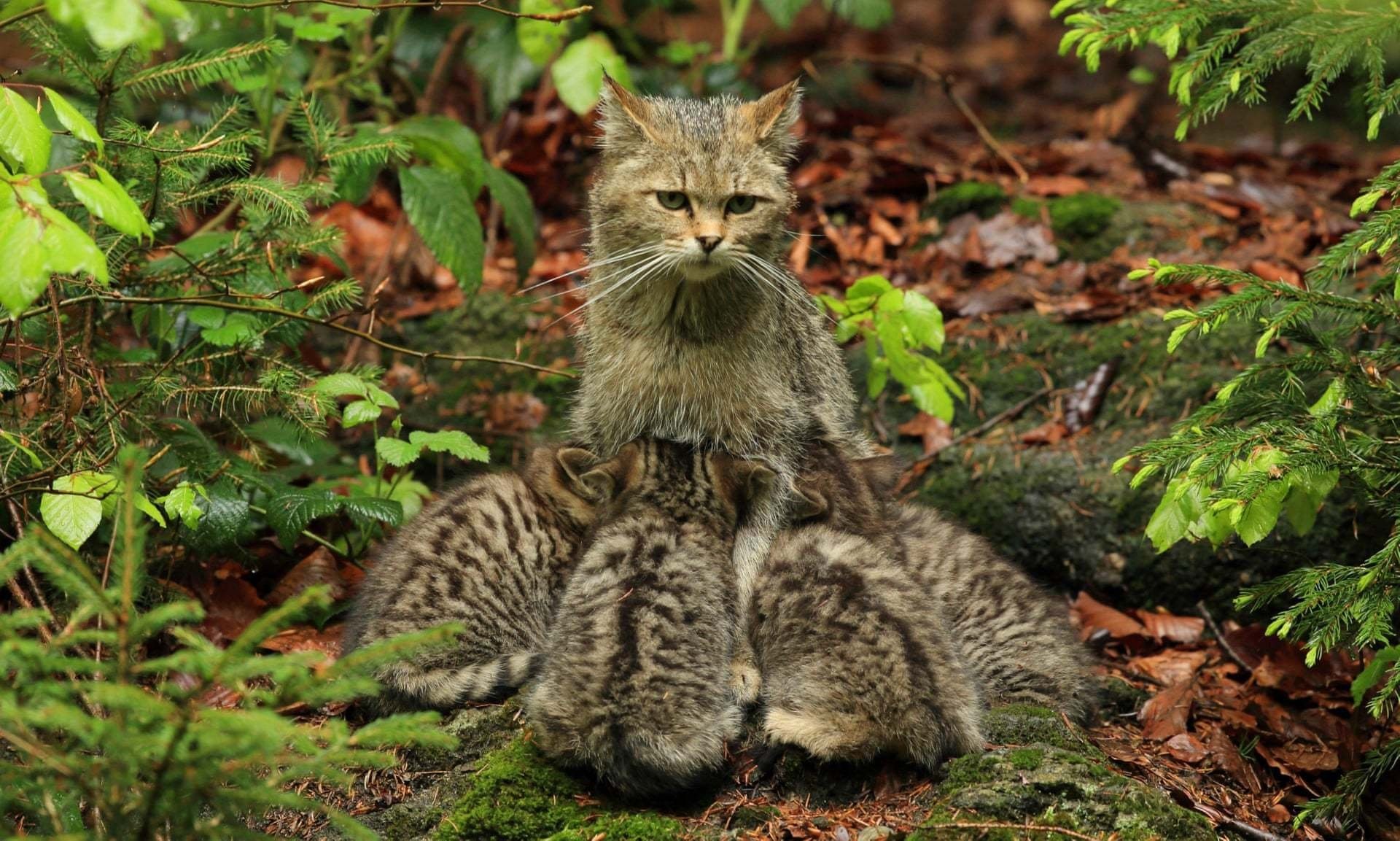 Лесная дикая кошка в экосистеме. Лесной кот Felis Silvestris. Европейский Лесной кот камышовый. Шотландская Лесная кошка. Шотландский Лесной камышовый кот.