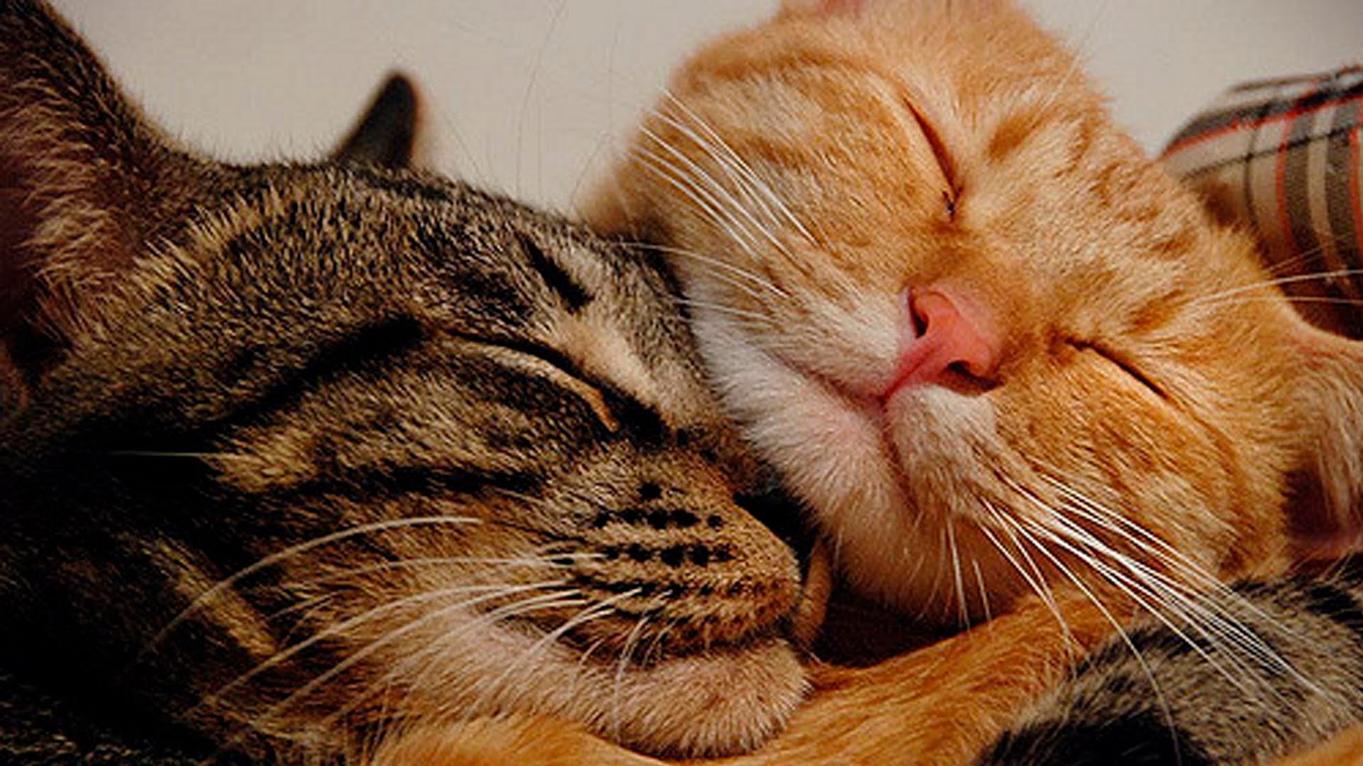 Кошки спят вместе. Котики обнимаются. Кошки любовь. Кошачьи нежности.