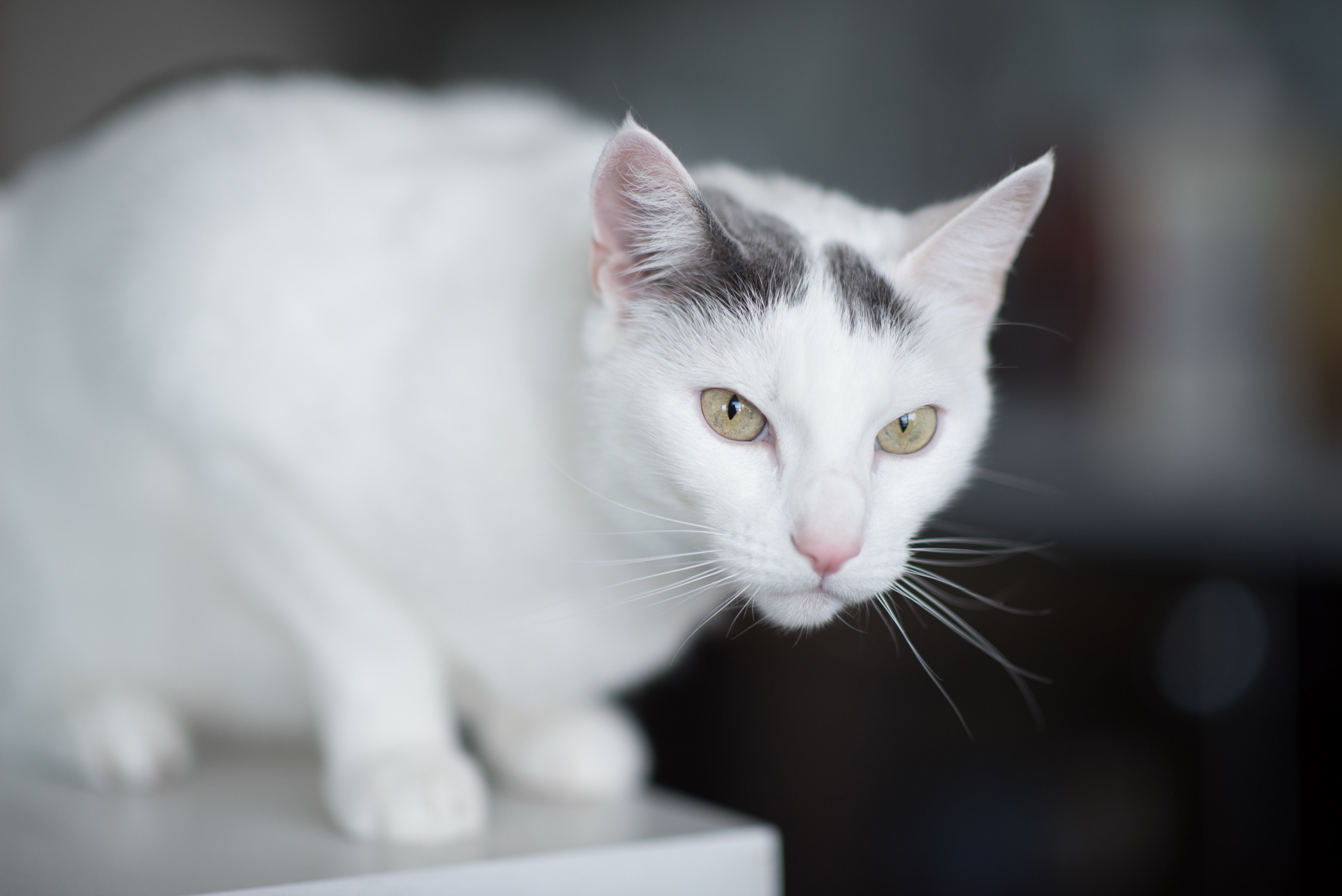 Серые коты с пятнами. Европейская короткошерстная кошка белая. Анатолийская короткошерстная белая. Белый гладкошерстный кот. Серо-белая европейская короткошерстная кошка.
