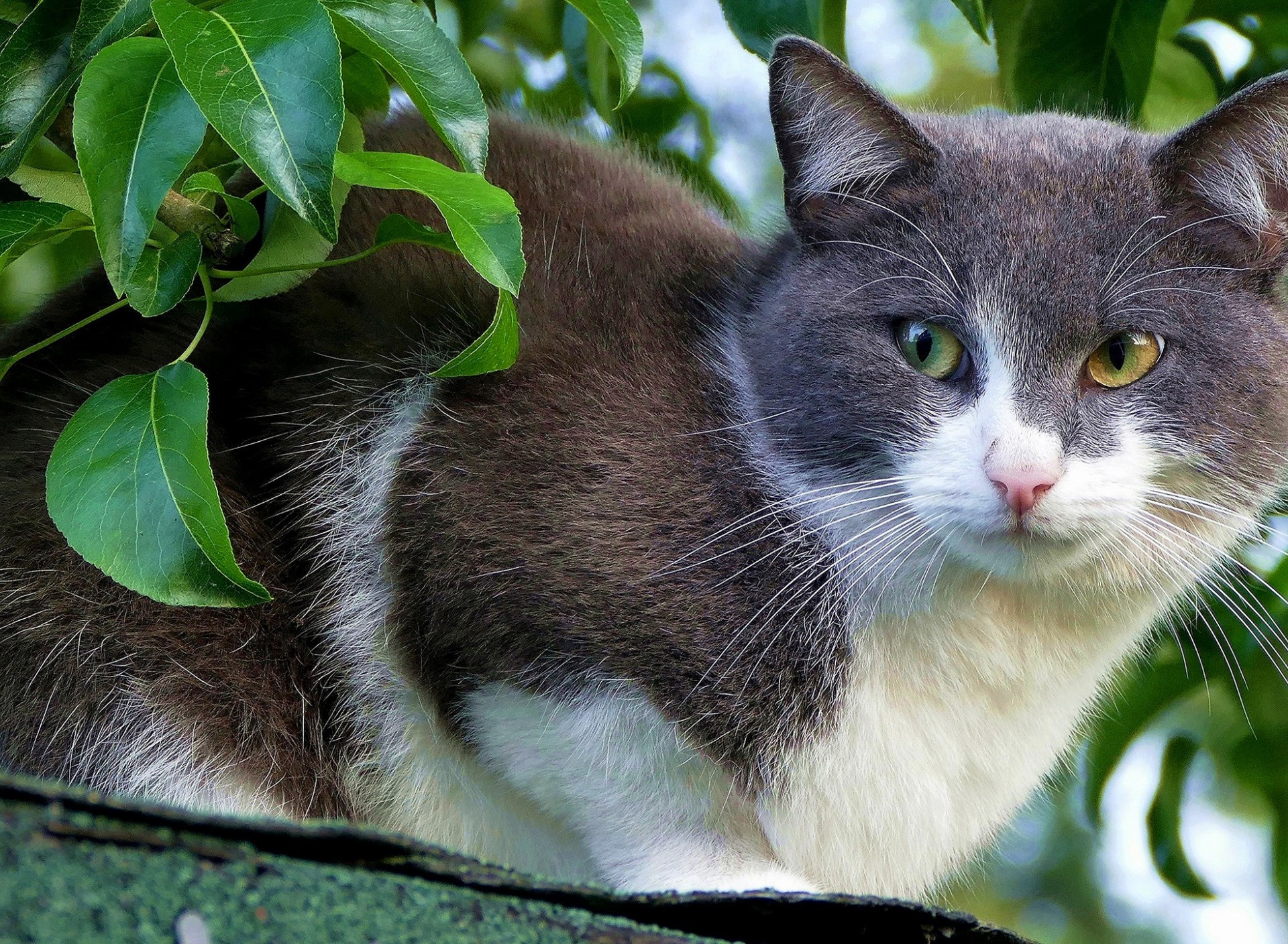 Кошка бело серого цвета. Серо белый кот. Серо белые коты. Бело серый кот. Бело серо коричневая кошка.