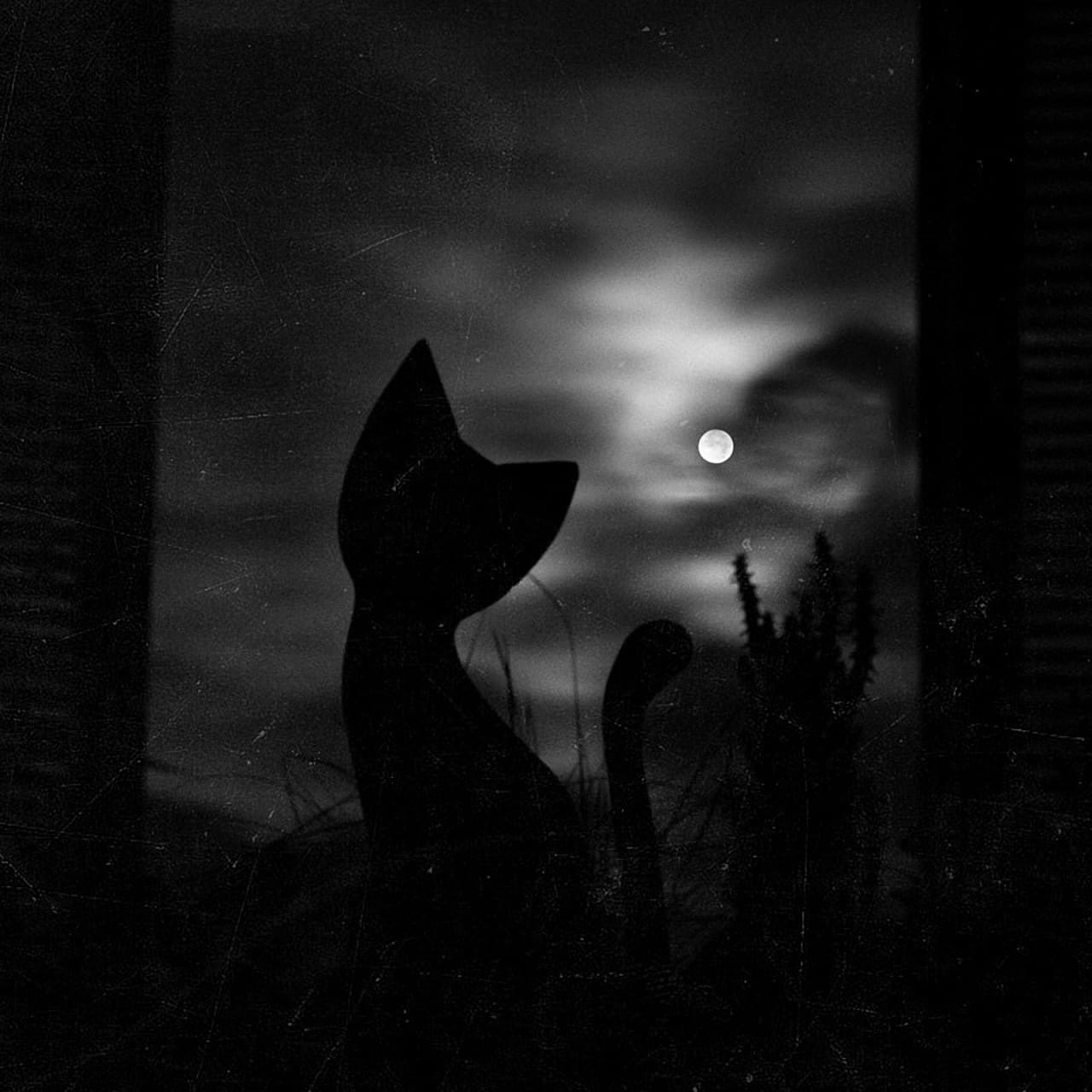 Спокойной ночи темные ночи. Кошка ночью. Одинокий кот. Одинокий черный кот. Черная кошка ночью.