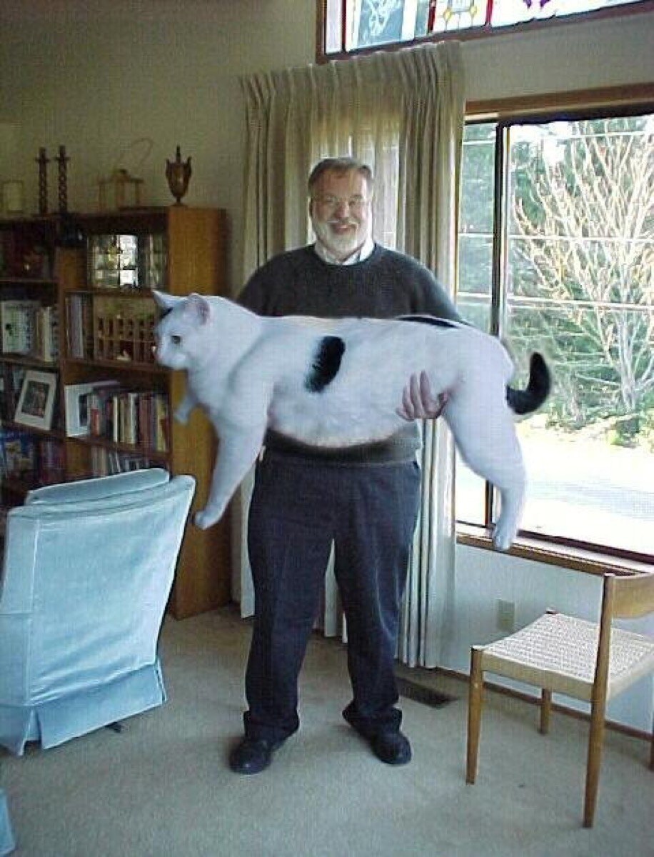 Самый большой и толстый кот
