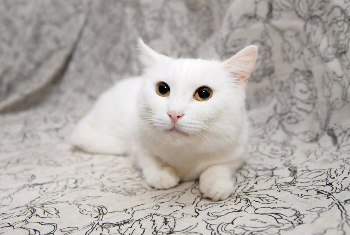 White cat glitter. Белый кот. Белый котенок. Белые коты. Кошка белого цвета.