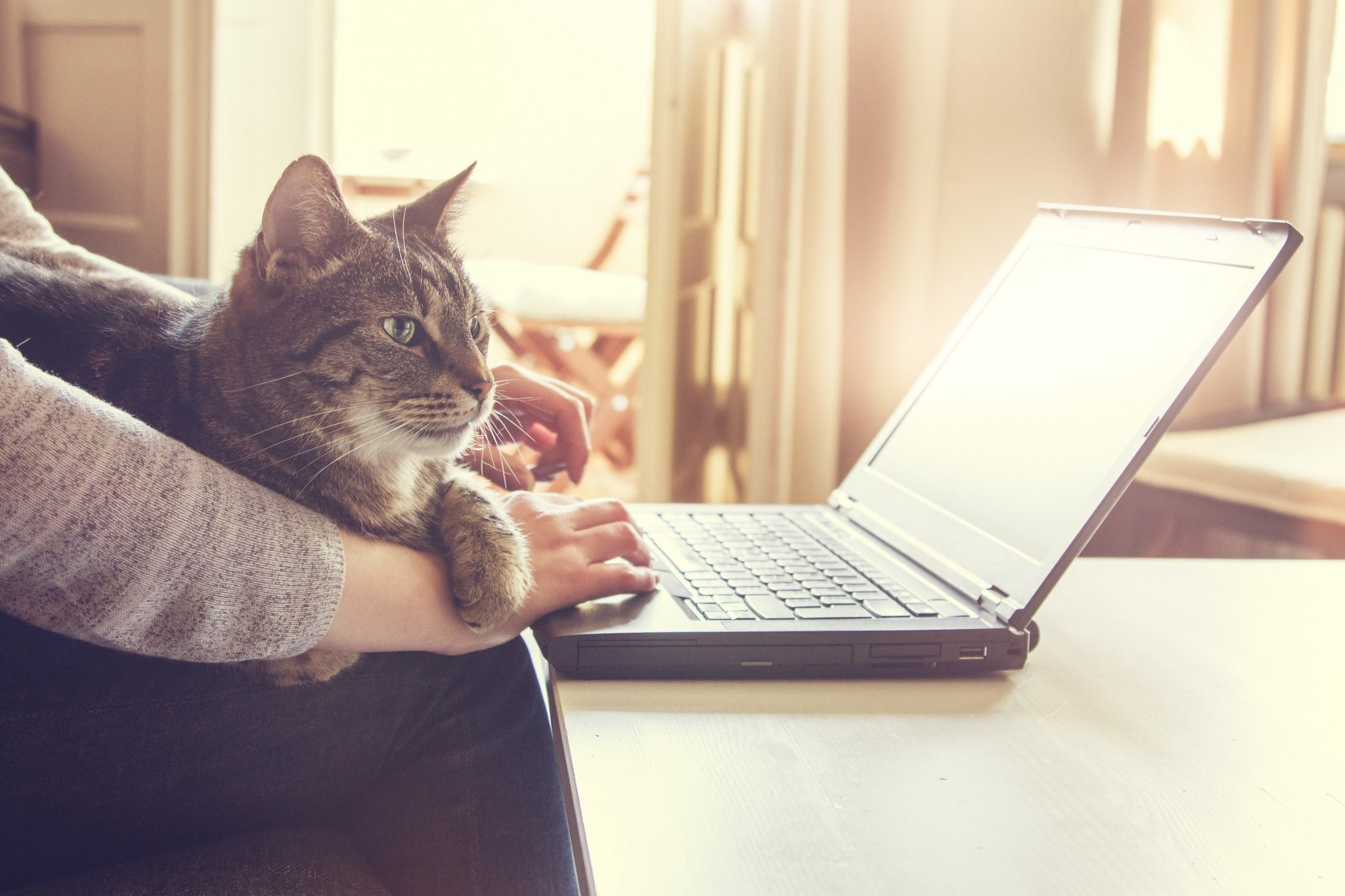 Просто лежу дома. Кот с ноутбуком. Кот за ноутбуком. Коты за ноутбуком. Кошка за компьютером.