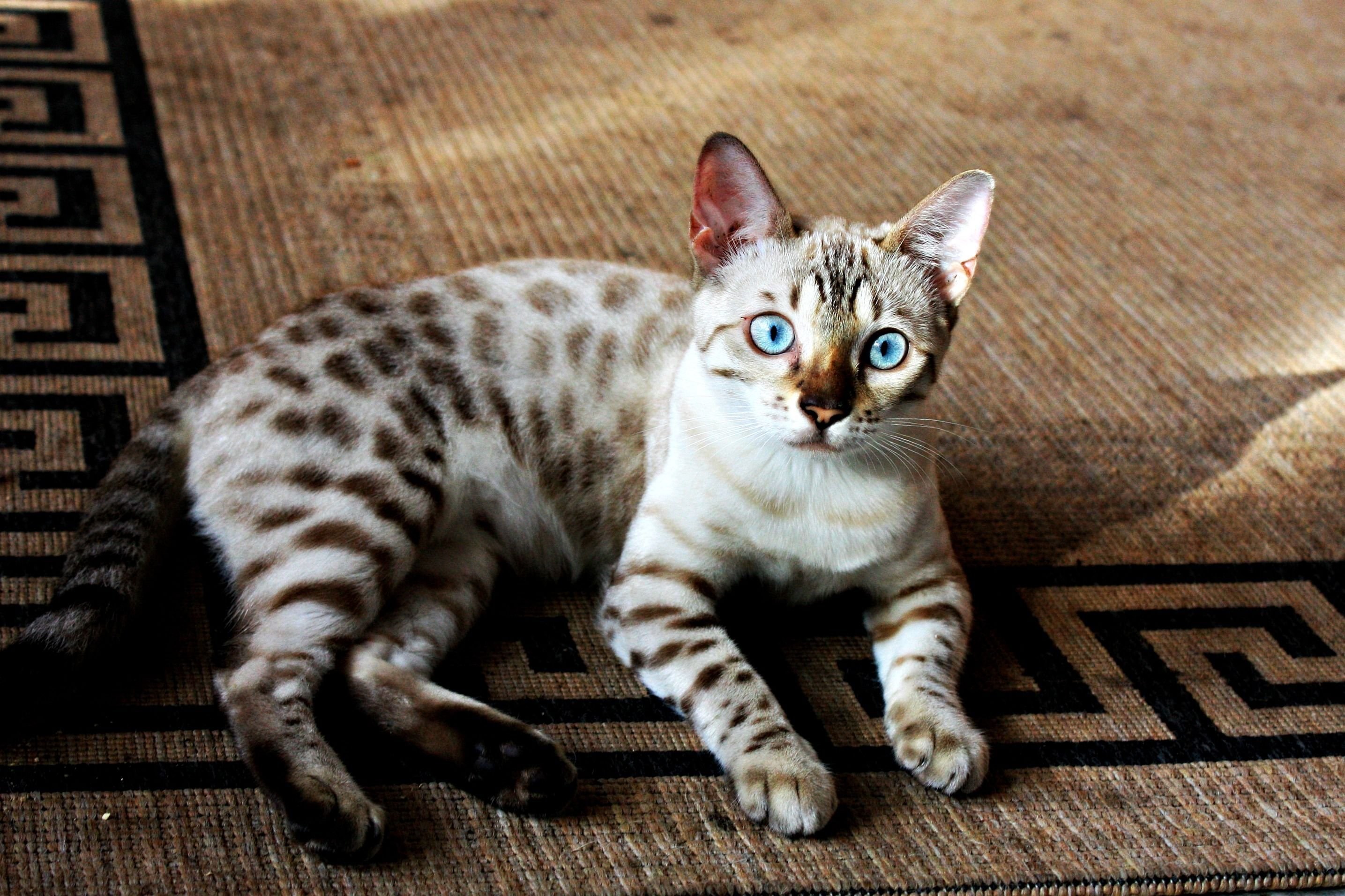 Пестрый кот. Бенгал Сноу Линкс. Бенгальский кот снежный Линкс. Блю тебби Бенгальская кошка. Белый бенгал.
