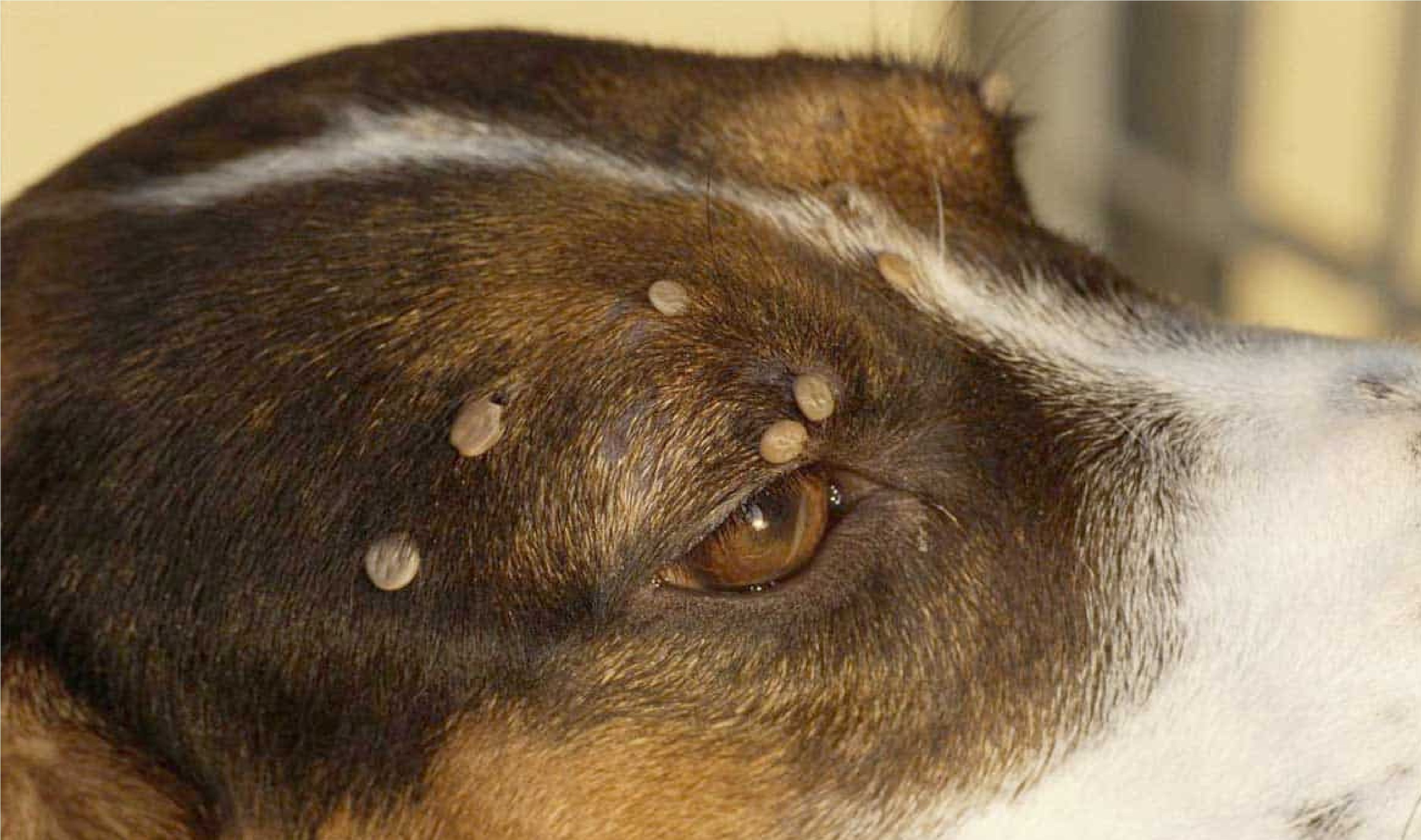 Лечение собаки после укусов собаки. Листовидная пузырчатка у собак.