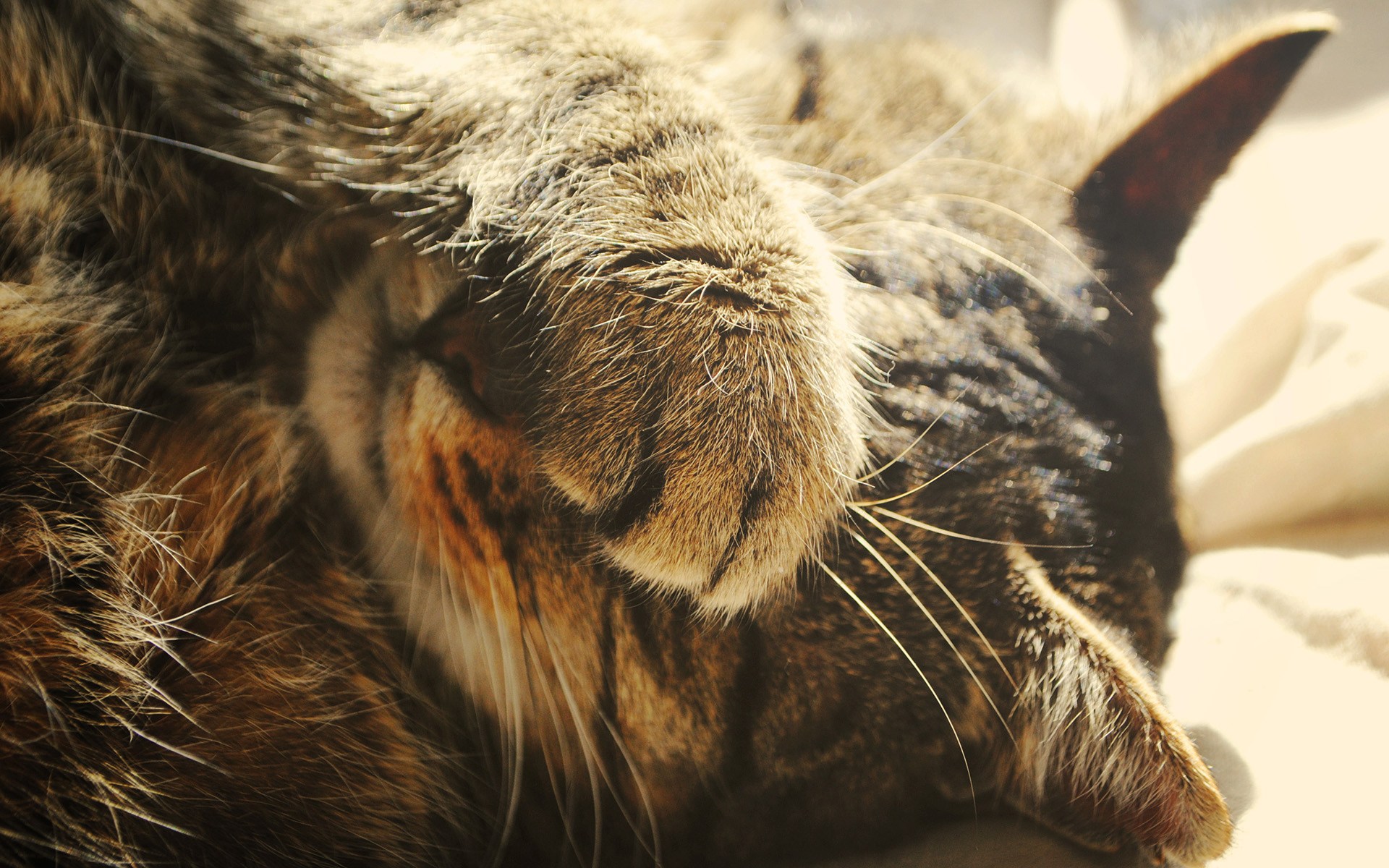 Носик лапки. Котик закрыл глаза. Кошка закрывает лапой нос. Кот с лапой на морде. Кошка прикрывает морду лапой.