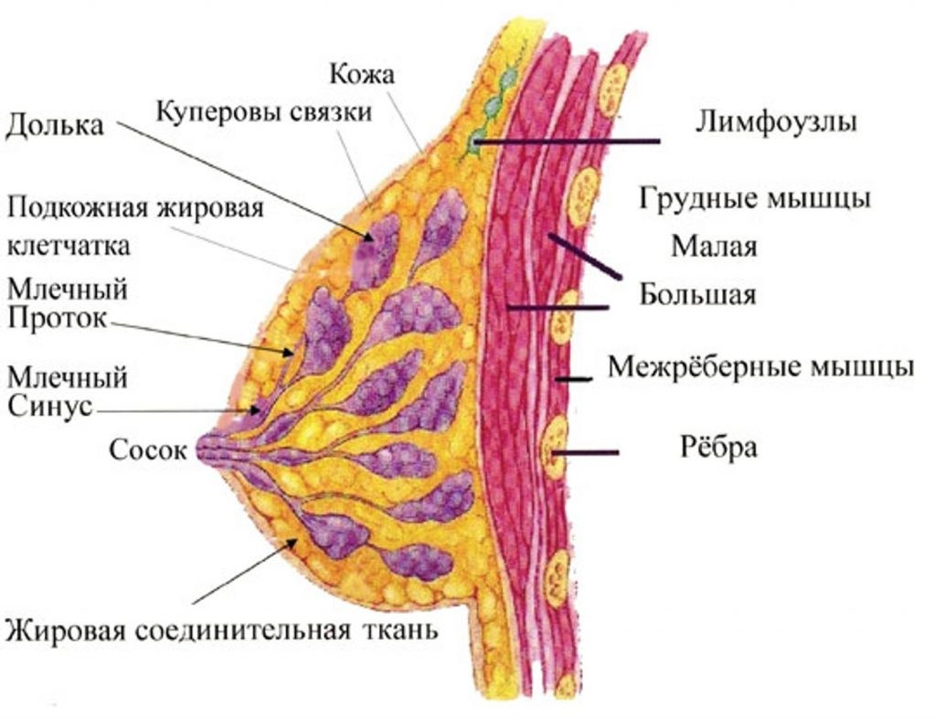 Молочная железа картинки красивые