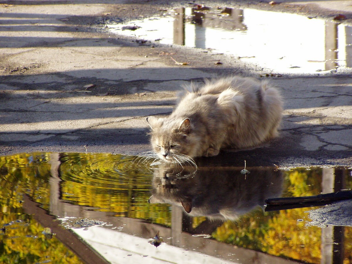 Кошка под. Кошка под дождем. Отражение кота в луже. Кот в луже. Кот осень дождь.