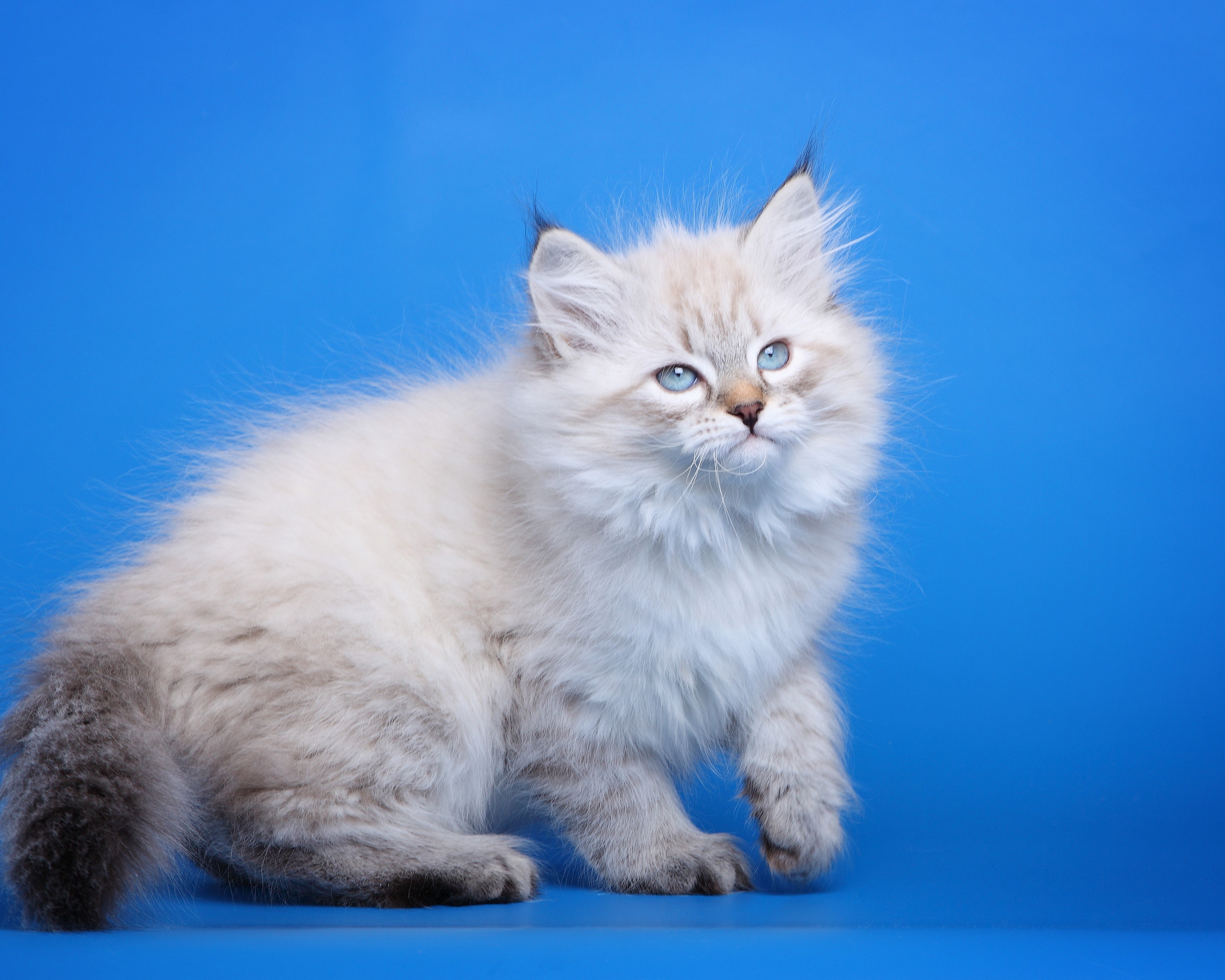 Порода кошек невская маскарадная котята - картинки и фото koshka.top