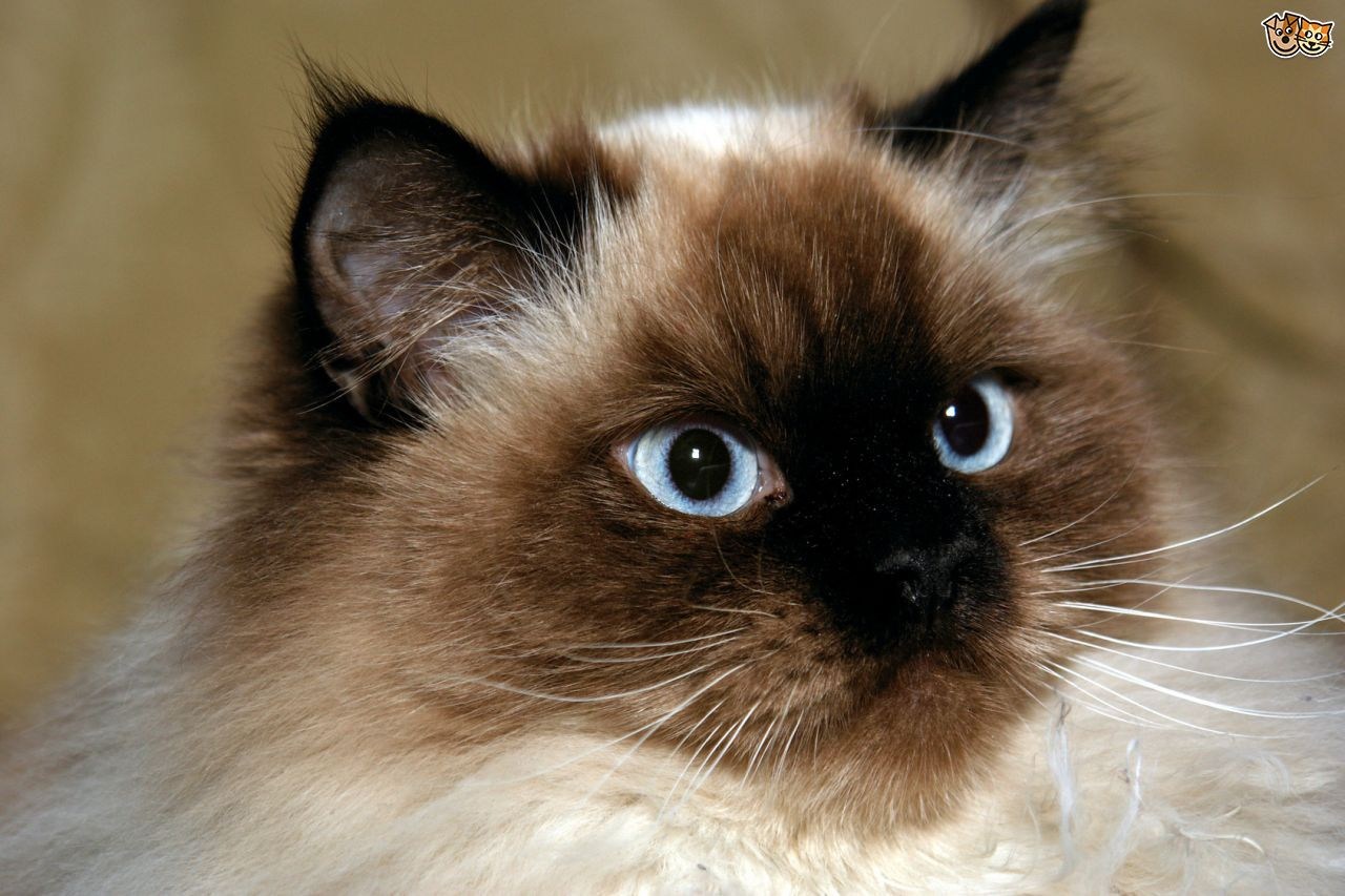 гималайская кошка фото