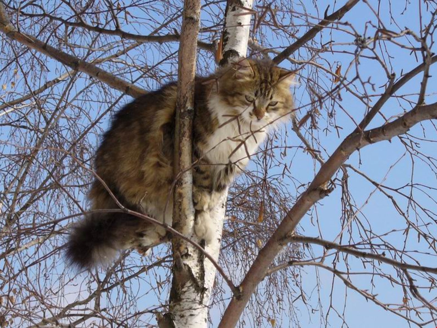 Кот на макушке дерева