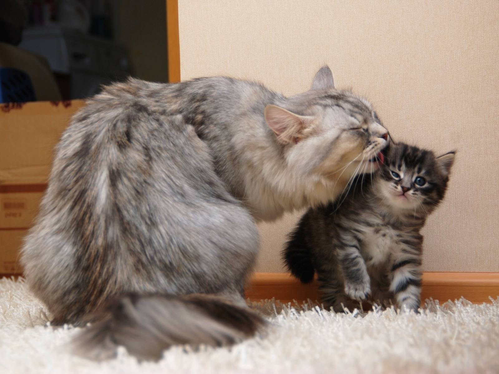 Кошка брата мам. Сибирские котята с мамой. Кошка с котятами. Мама кошка. Сибирская кошка котята.