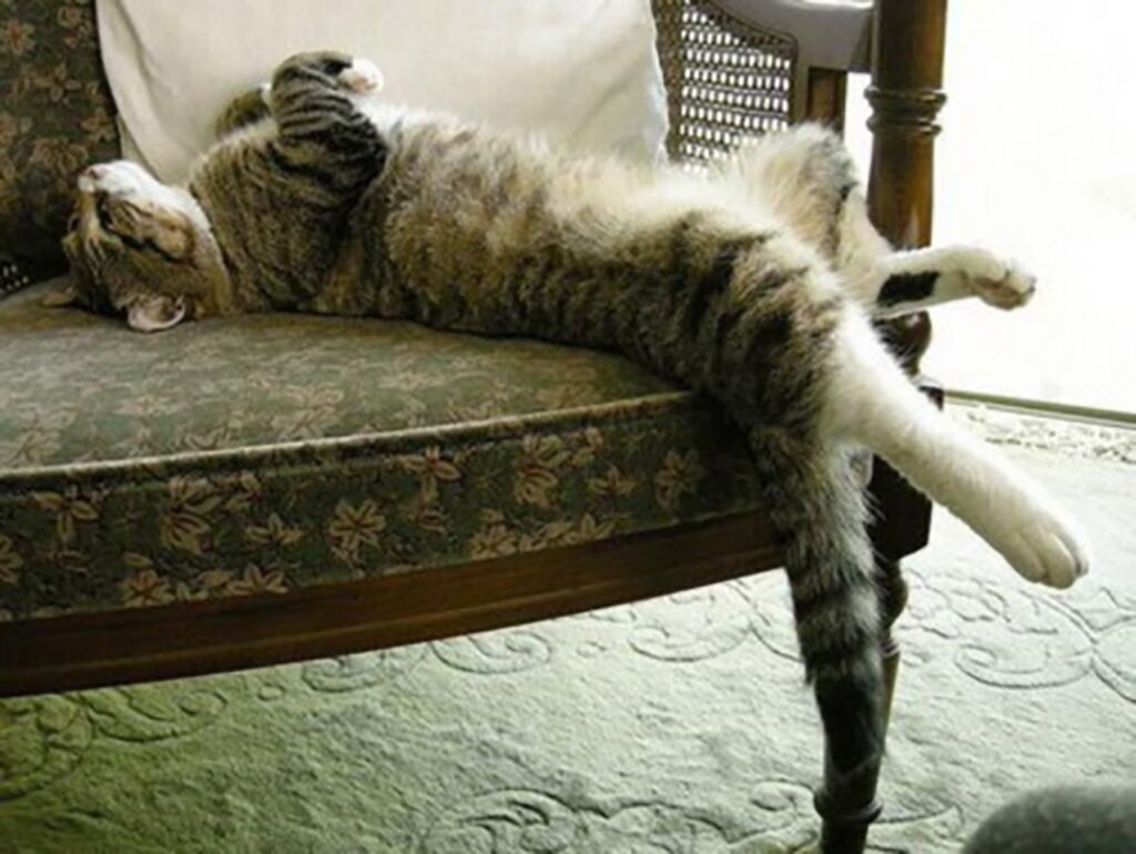 Вальяжный кот на диване