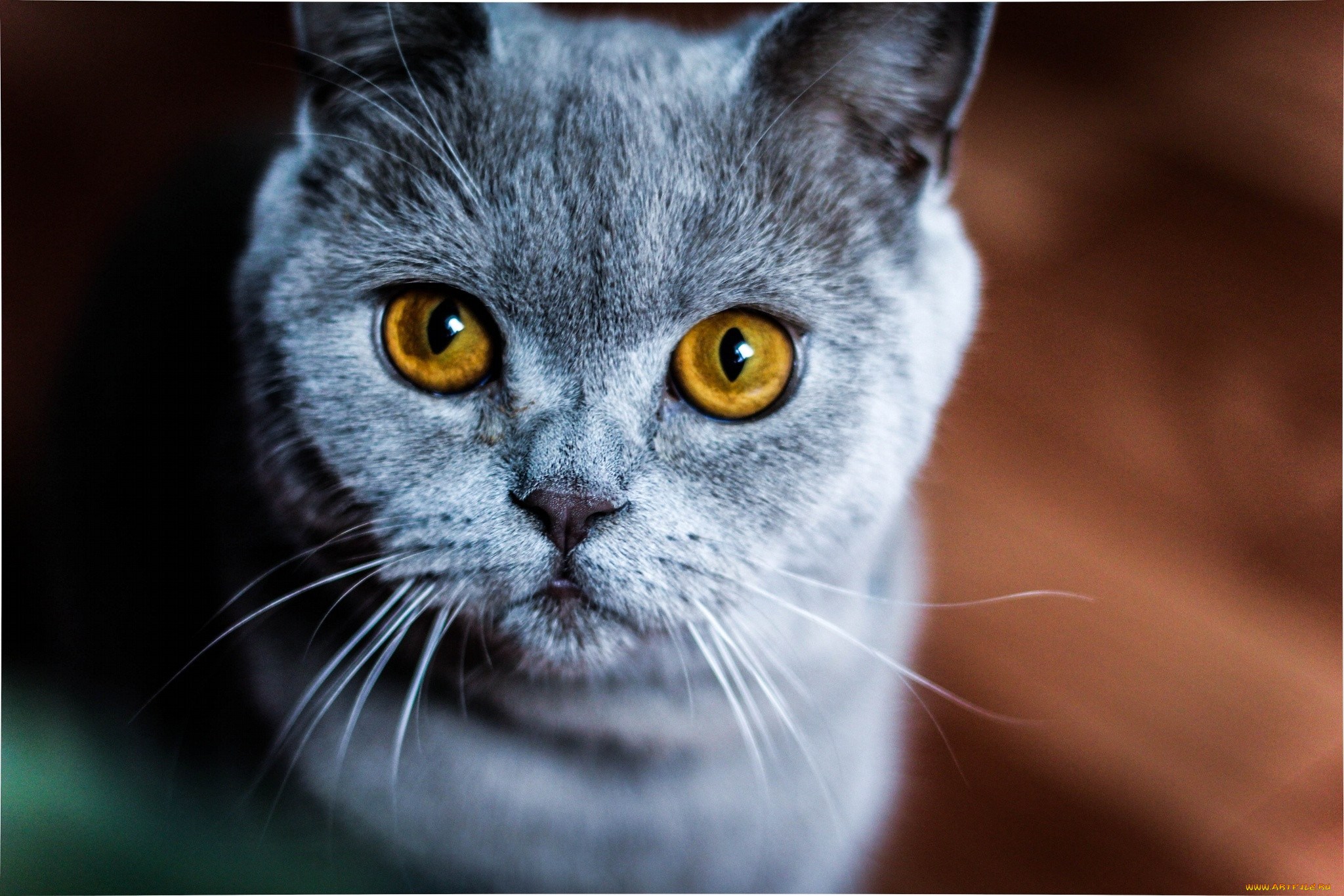 Кошка с желтыми глазами порода. Серый кот с оранжевыми глазами. Серая кошка с оранжевыми глазами. Оранжевые глаза у кошки. Серый кот с желтыми глазами.