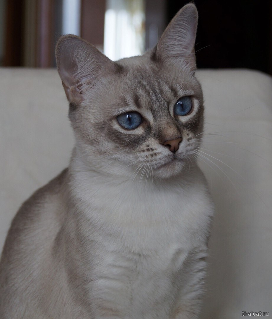 Тайский кот табби пойнт - картинки и фото koshka.top