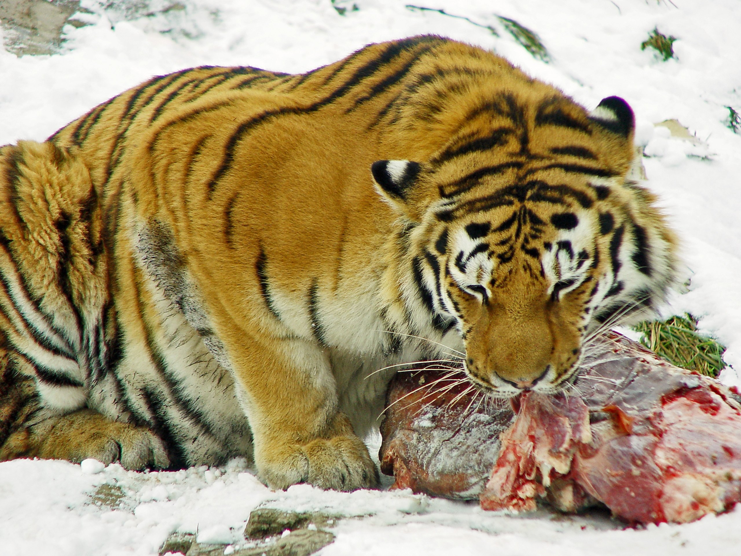 Тигр есть мясо. Амурский тигр. Амурский тигр питается. Амурский тигр питание. Индокитайский тигр.