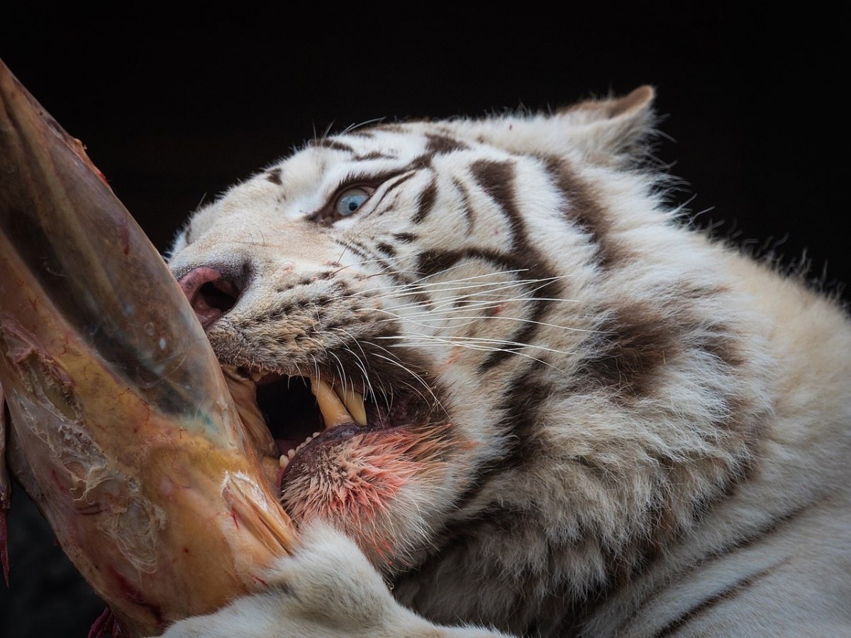 Тигр есть мясо. Белый тигр охотится. Бенгальский тигр ест.