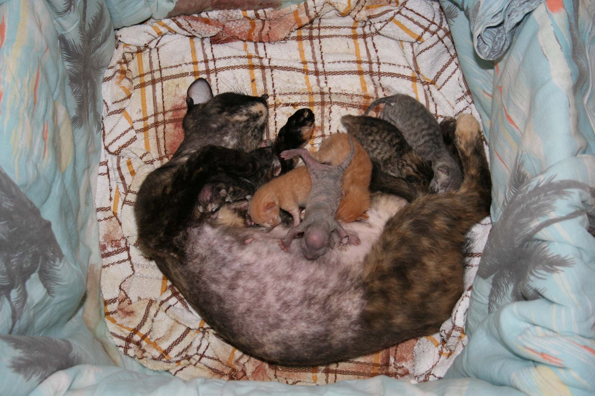 Первые роды у кошки сколько длятся. Как рожают кошки картинки. Кошка после родов фото.