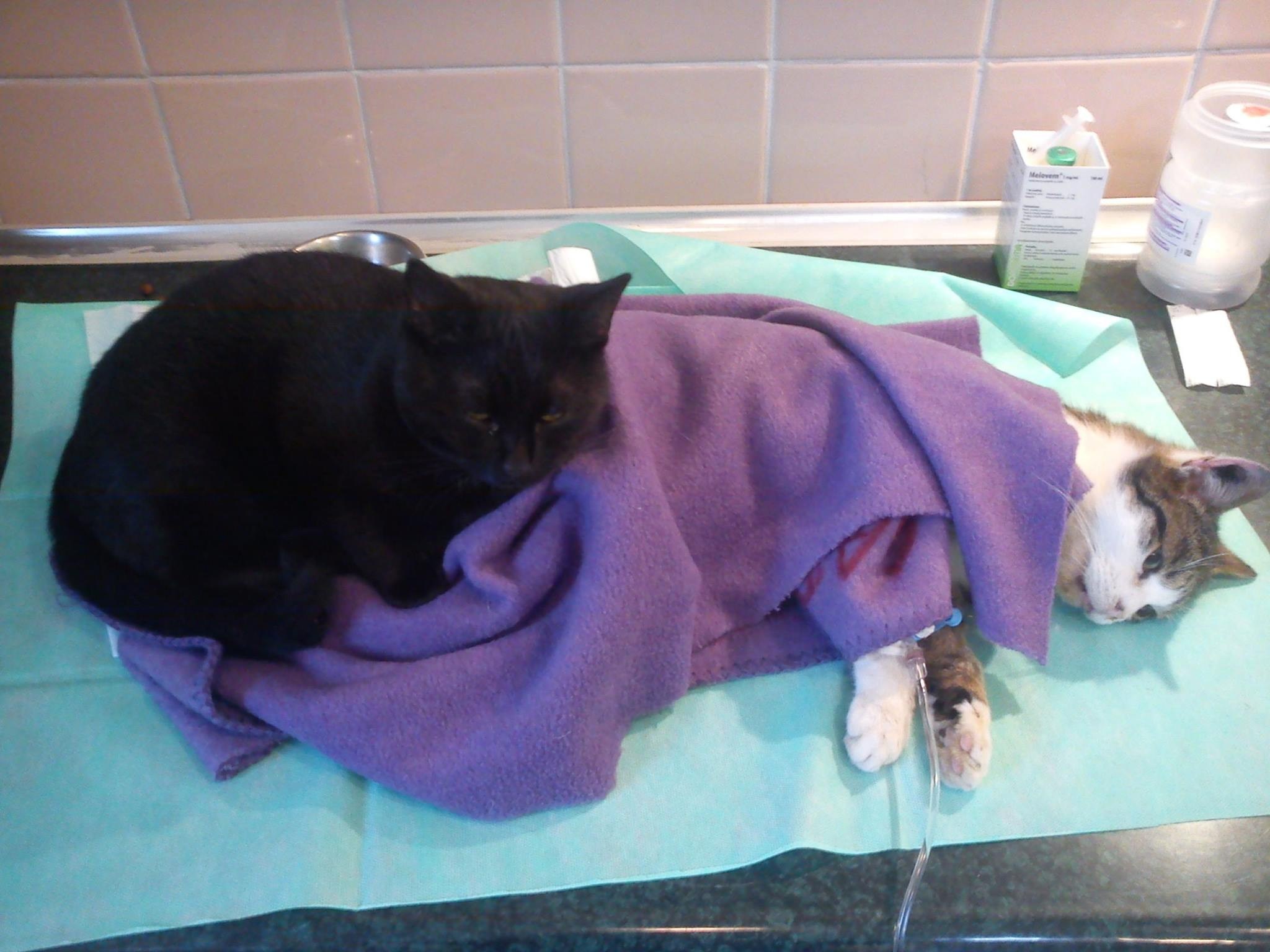 Ветеринар усыпить кошку. Кот-медбрат Радеменес. Кошка в ветеринарной клинике. Кот у ветеринара. Ветеринар с кошкой.