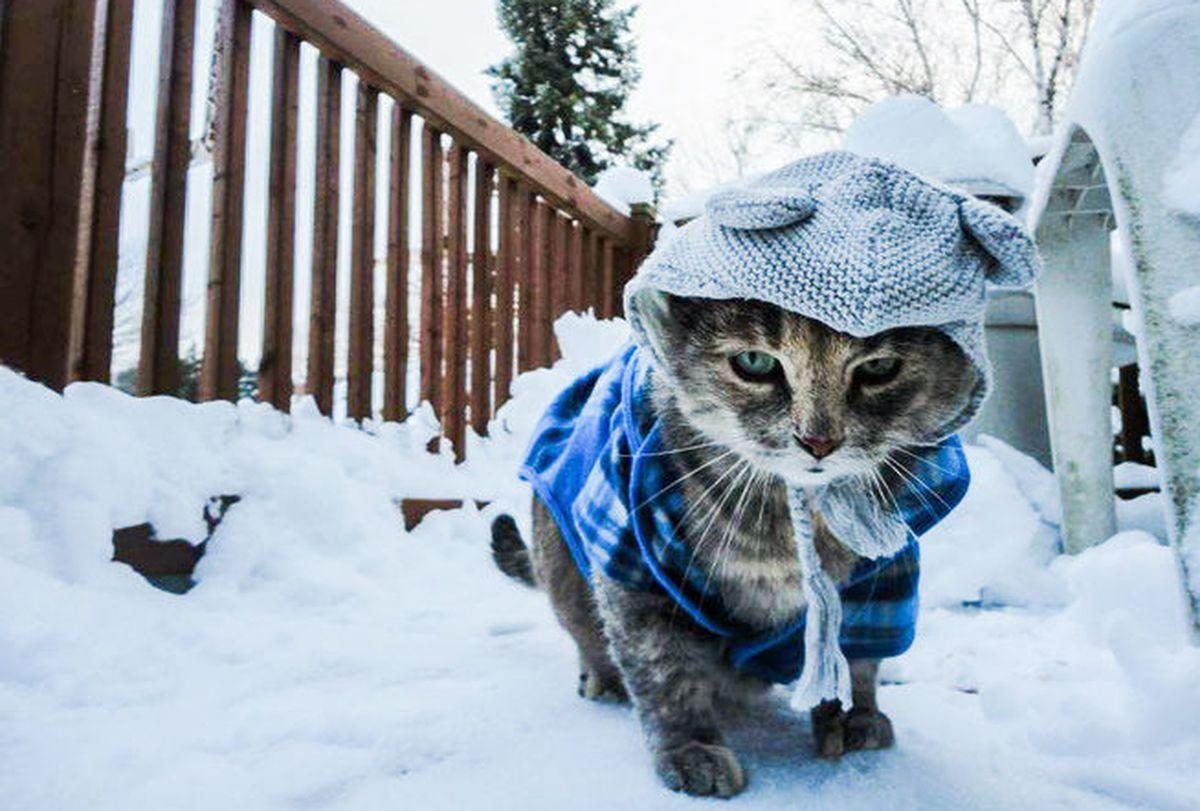 Кот в одежде зимой
