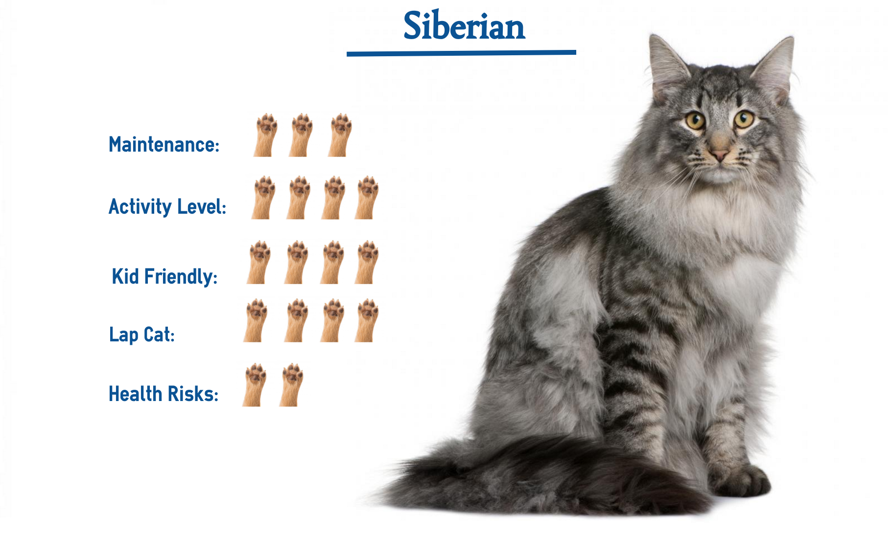 Вес рост кошки. Сибирская кошка Размеры и вес. Сибирская кошка вес в 2 месяца. Мейн кун Сибирский кот вес. Сибирский кот Размеры и вес.