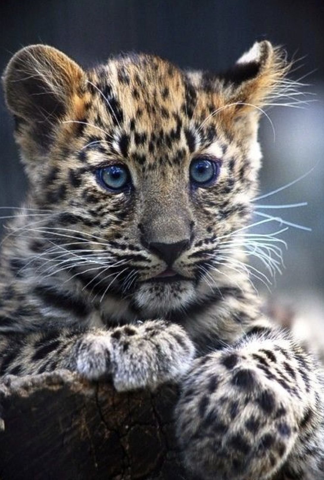 Самые красивые звери. Дальневосточный леопард котята. Дальневосточный леопард Детеныши. Красивый живот. Маленький леопард.
