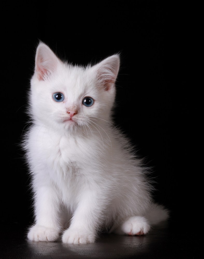 Котенок белый с голубыми г