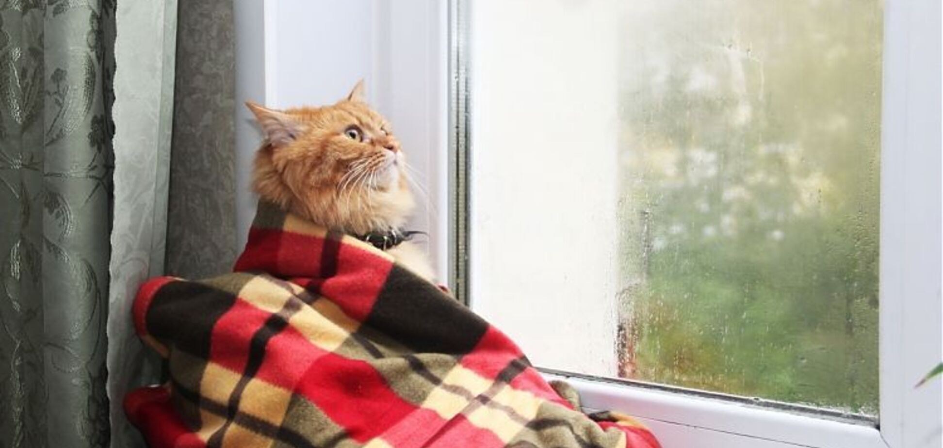 Котик в пледе на окне