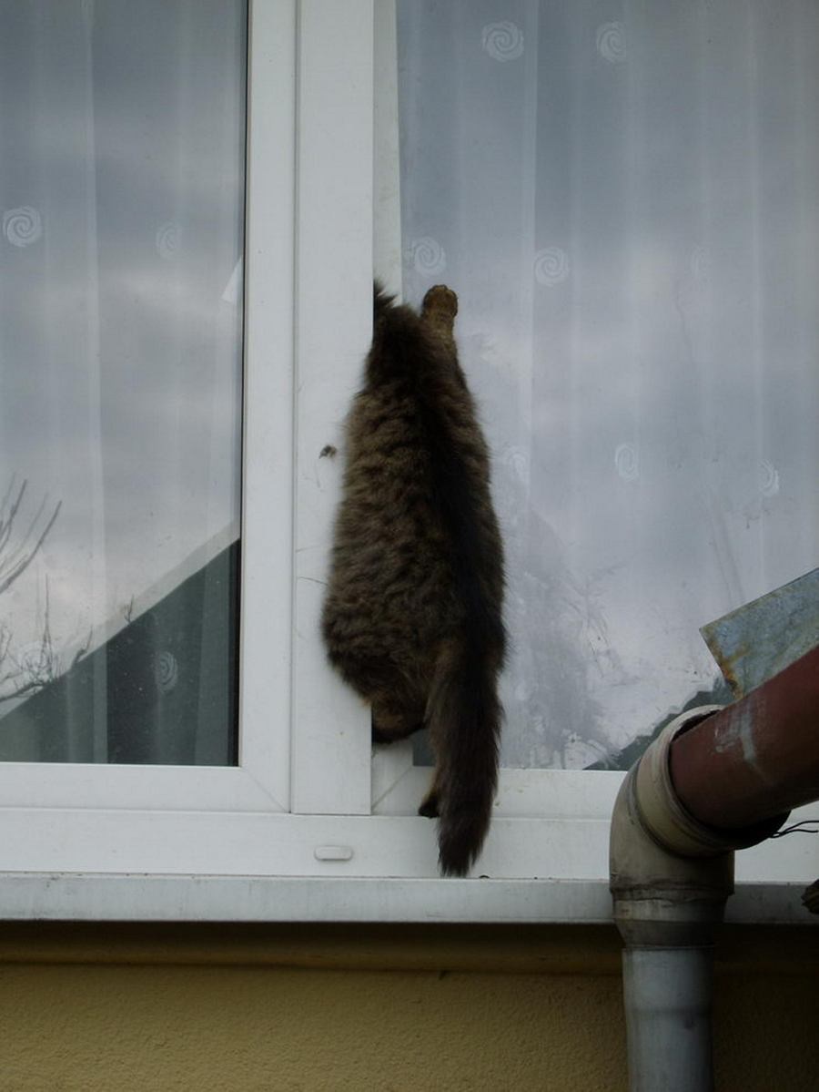 Кошка застряла. Кот застрял в окне. Коты застрявшие в окнах. Коты и вертикальное проветривание. Кошка застряла в окне.