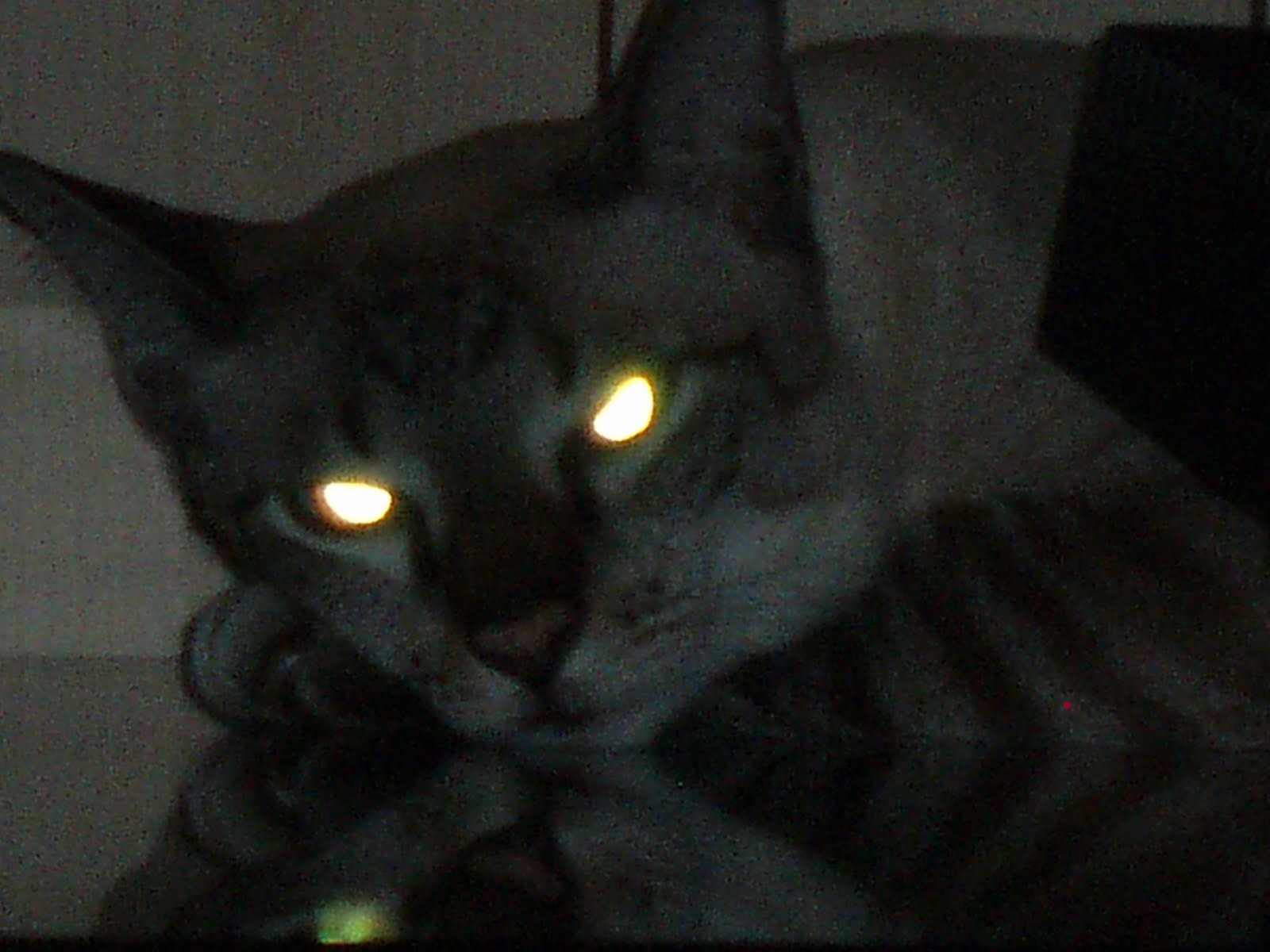 Хочу светящиеся глаза. Кот со светящимися глазами. Кошка с горящими глазами. Кошка со светящимися глазами. Глаза светятся.