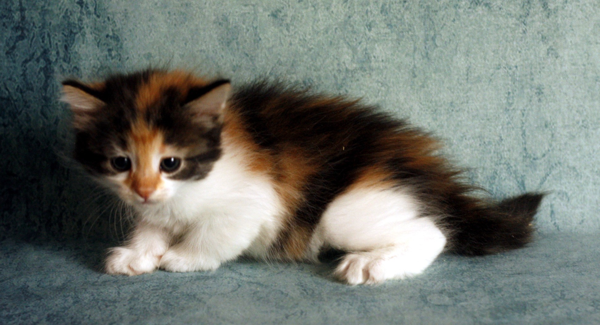 Известно что трехшерстные кошки. Сибирская кошка трехцветная котенок. Сибирский черепаховый котенок. Норвежская Лесная кошка трехцветная. Трехцветный котенок 1 месяц.