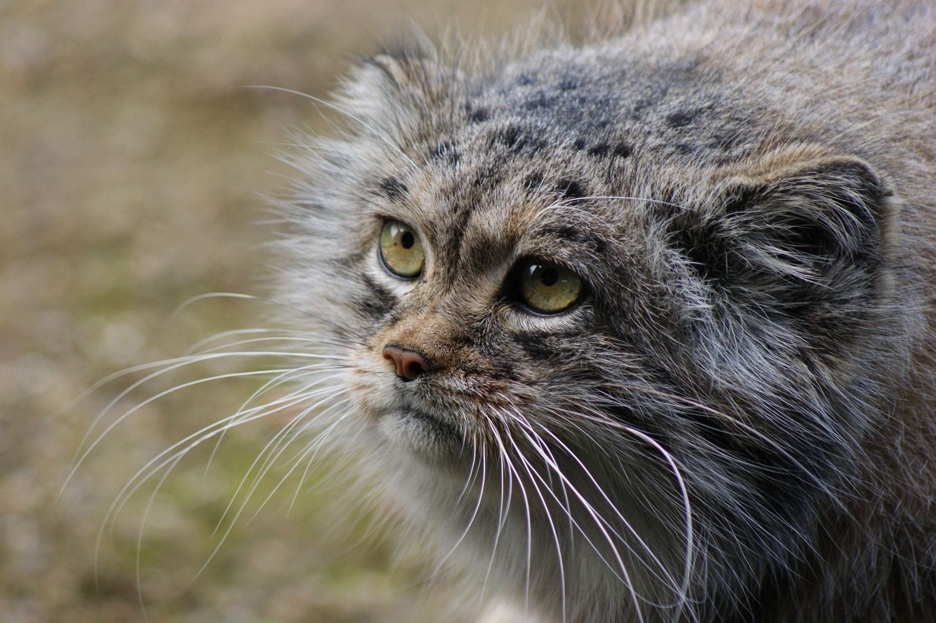 Манул фото. Манул Felis manul. Манул Забайкальский дикий кот. Дикий кот Манул фото. Баргузинский заповедник Манул.