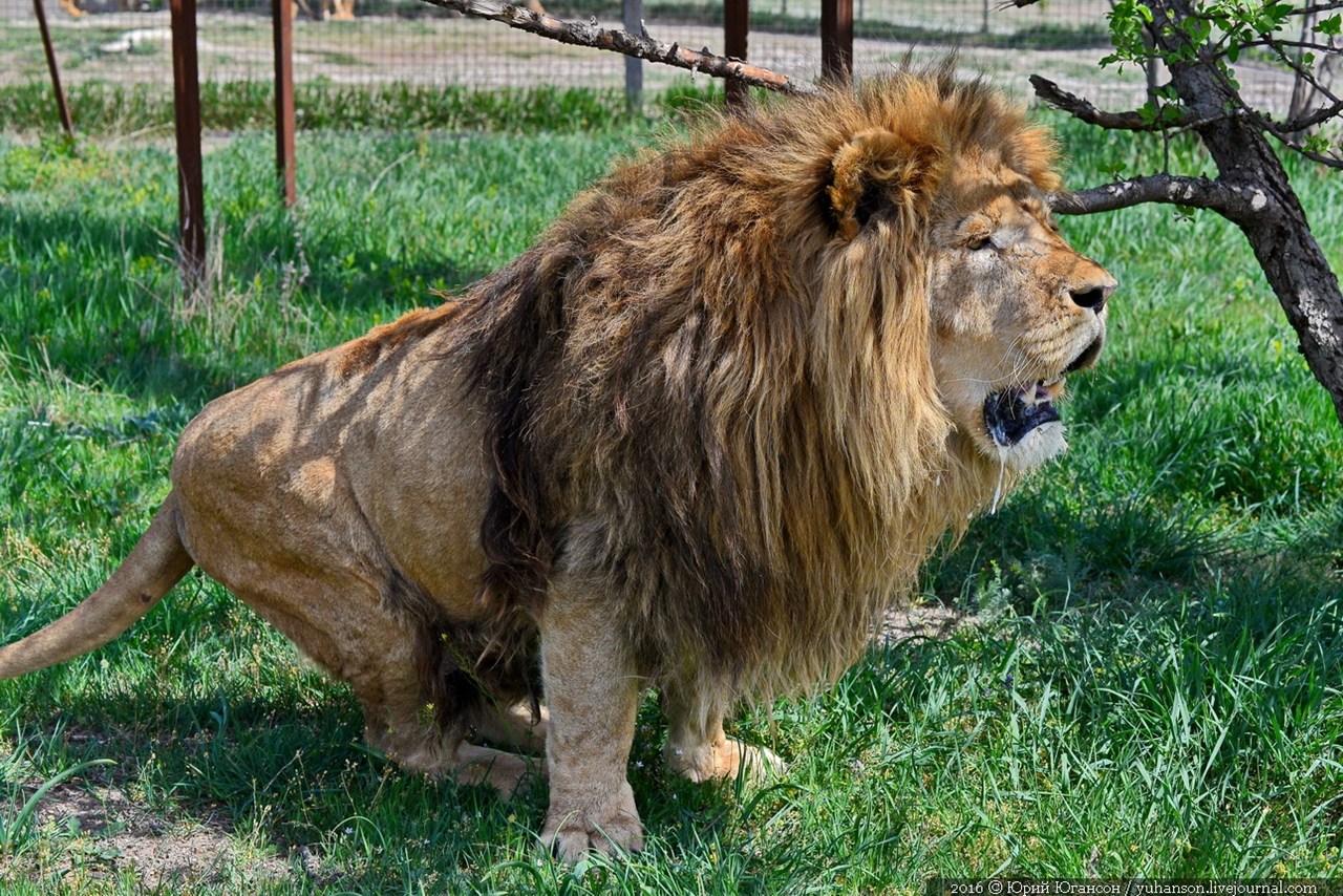 Полные лев. Карликовый Лев. Огромный Лев. Самый большой Лев в мире. Лев гигант.
