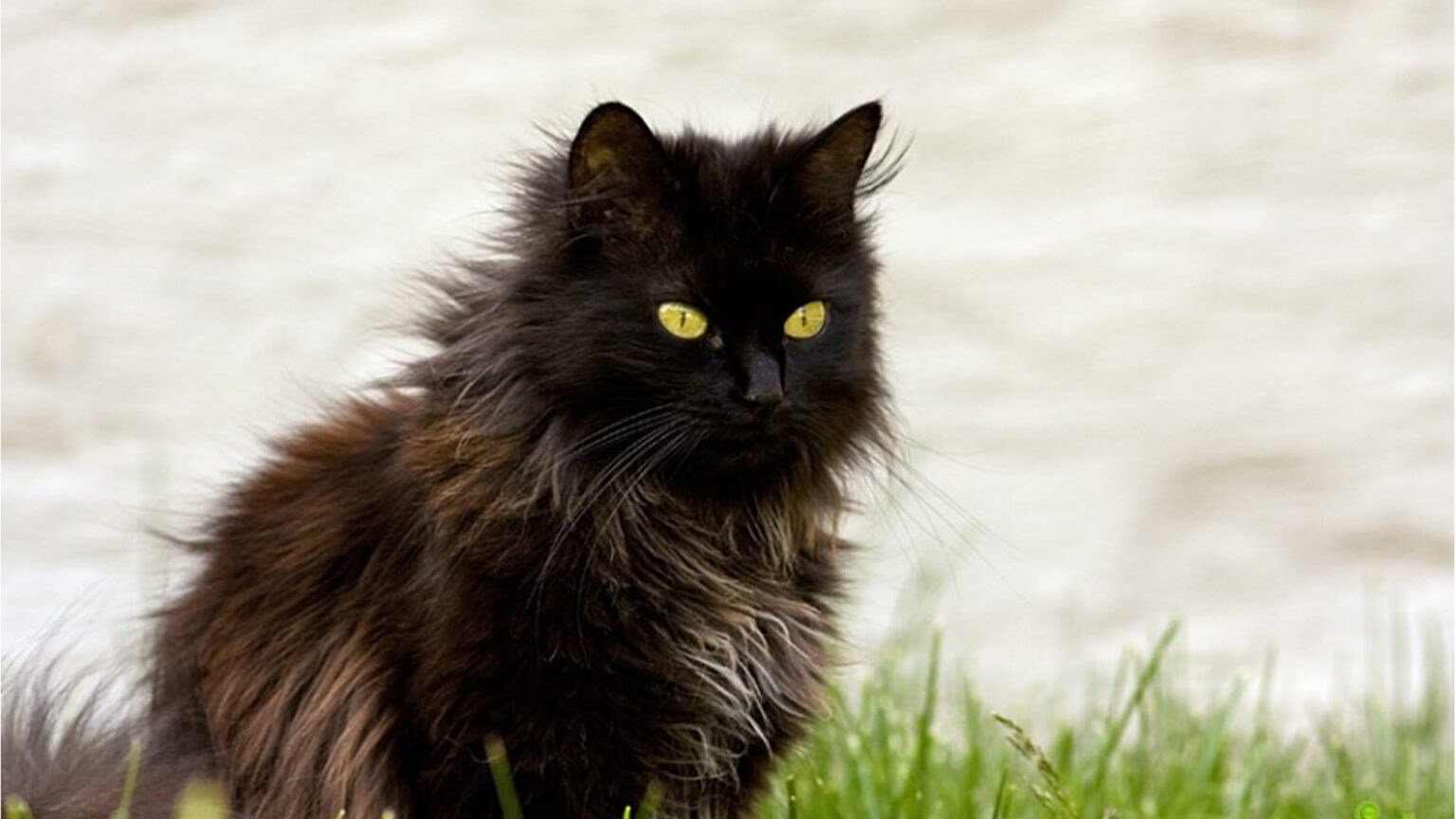 Тиффани кошка. Шантильи-Тиффани порода. Шантильи Тиффани котята. Шантильи (Тиффани-шантильи). Черный кот шантильи Тиффани.