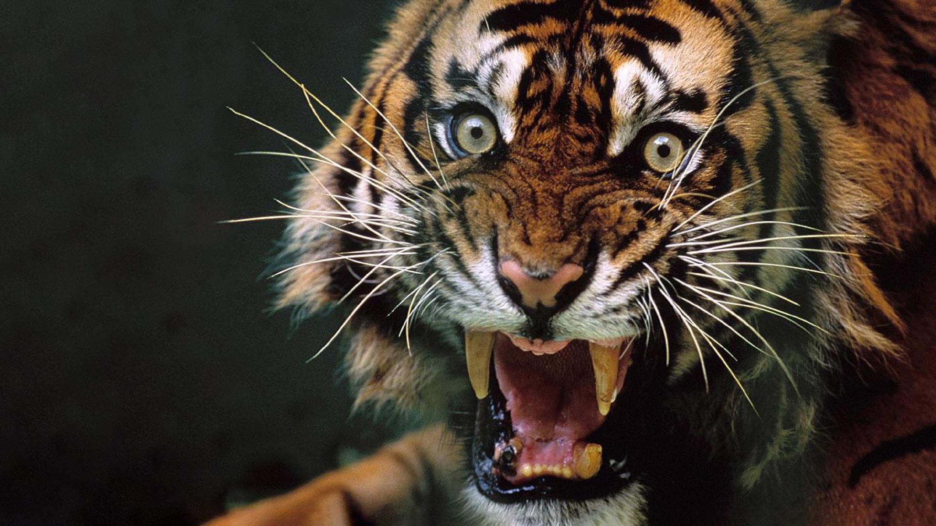 Рычащий тигр ревущий. Тигр оскал. Амурский тигр оскал. Амурский тигр рычит. Тайгер тигр.