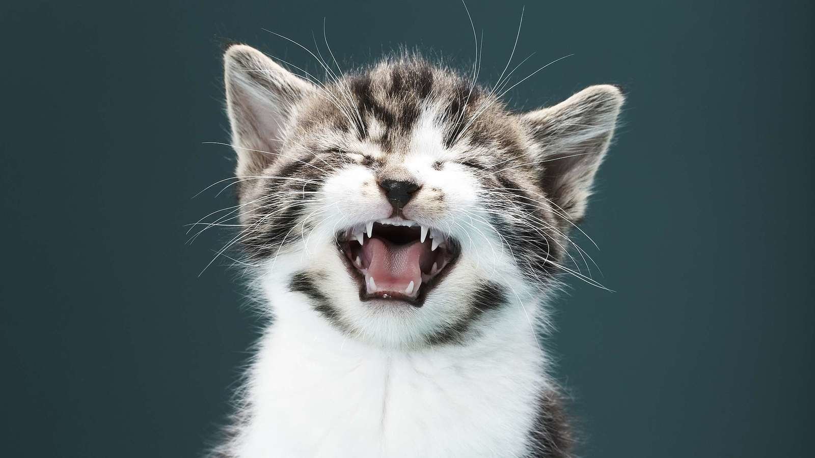 Кошка сильно мяукает. Кот мяукает. Кричащий кот. Кот чихает. Кот смеется.