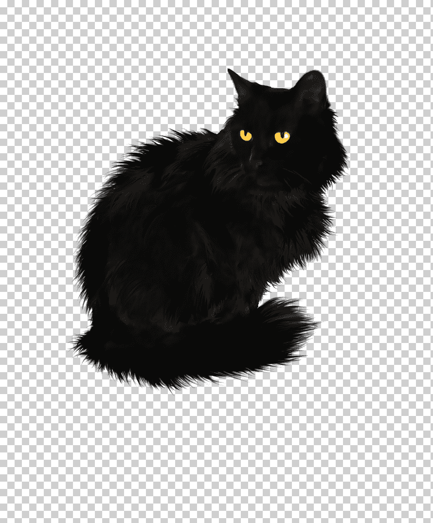 Черная кошка без фона