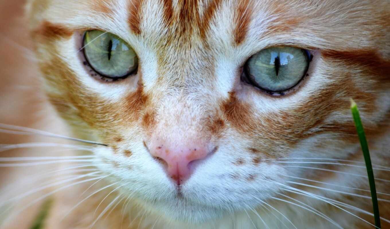 Рыжий кот глаза