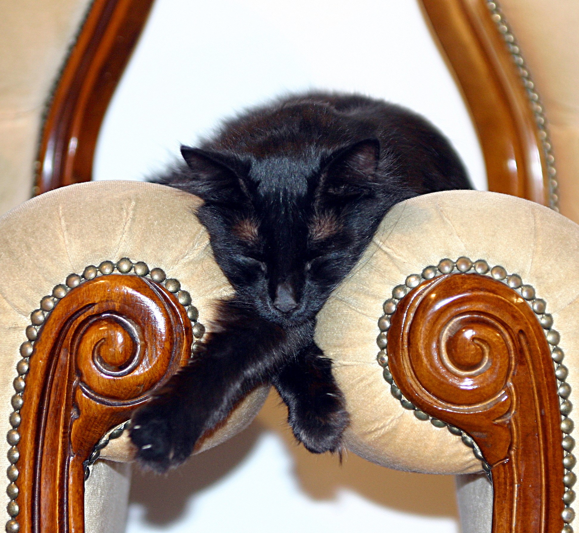 Черный кот в кресле