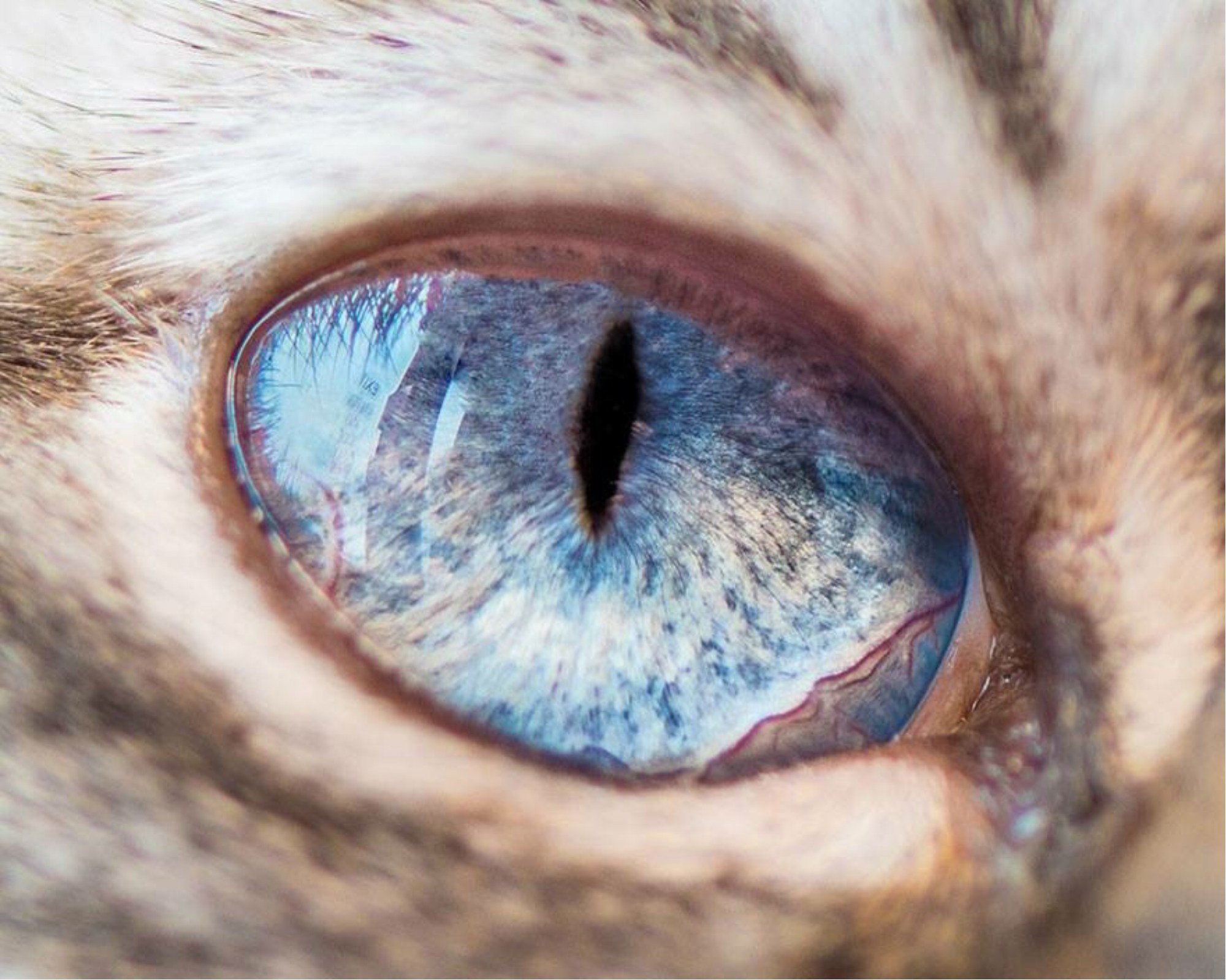 Радужка кошки. Глаза животных. Глаза кошки. Удивительные глаза животных. Зрачок кошки.