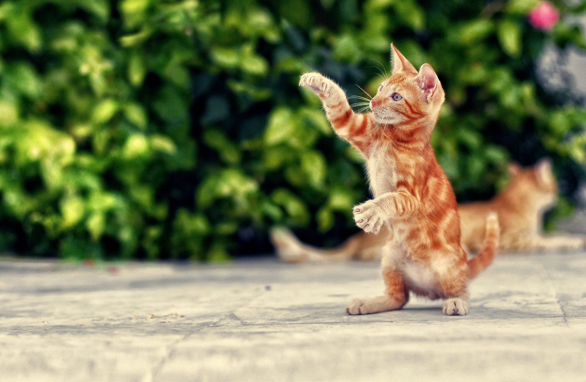 Веселые котята играть. Рыжий котёнок. Рыжий котенок на задних лапках. Котенок с поднятыми лапками. Кот в прыжке.