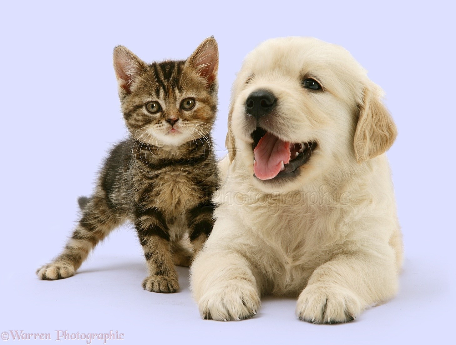 Кот в собаках 2. Кошки и собаки. Собака и кошка вместе. Щенок и котенок. Красивые собаки и кошки.