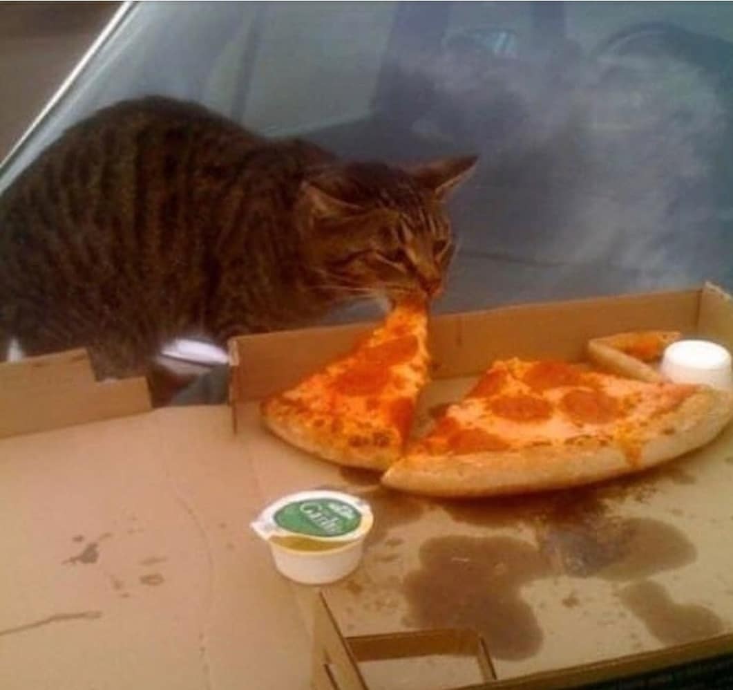И вкусно и грустно. Коты и еда. Котик с едой. Кошка и пицца. Котик ест бутерброд.