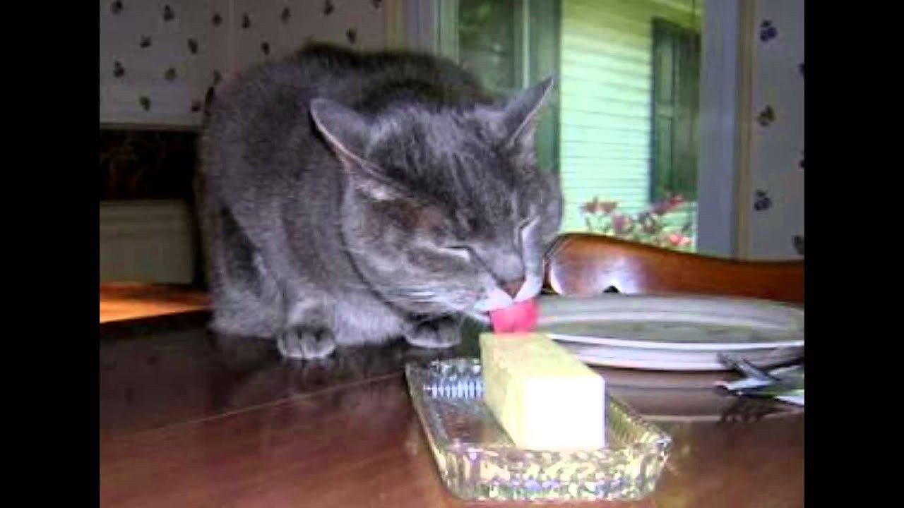 Можно кошке сливочное масло. Кот слизывает сметану. Кот ест сливочное масло. Котик ест сливки. Кот ест масло.