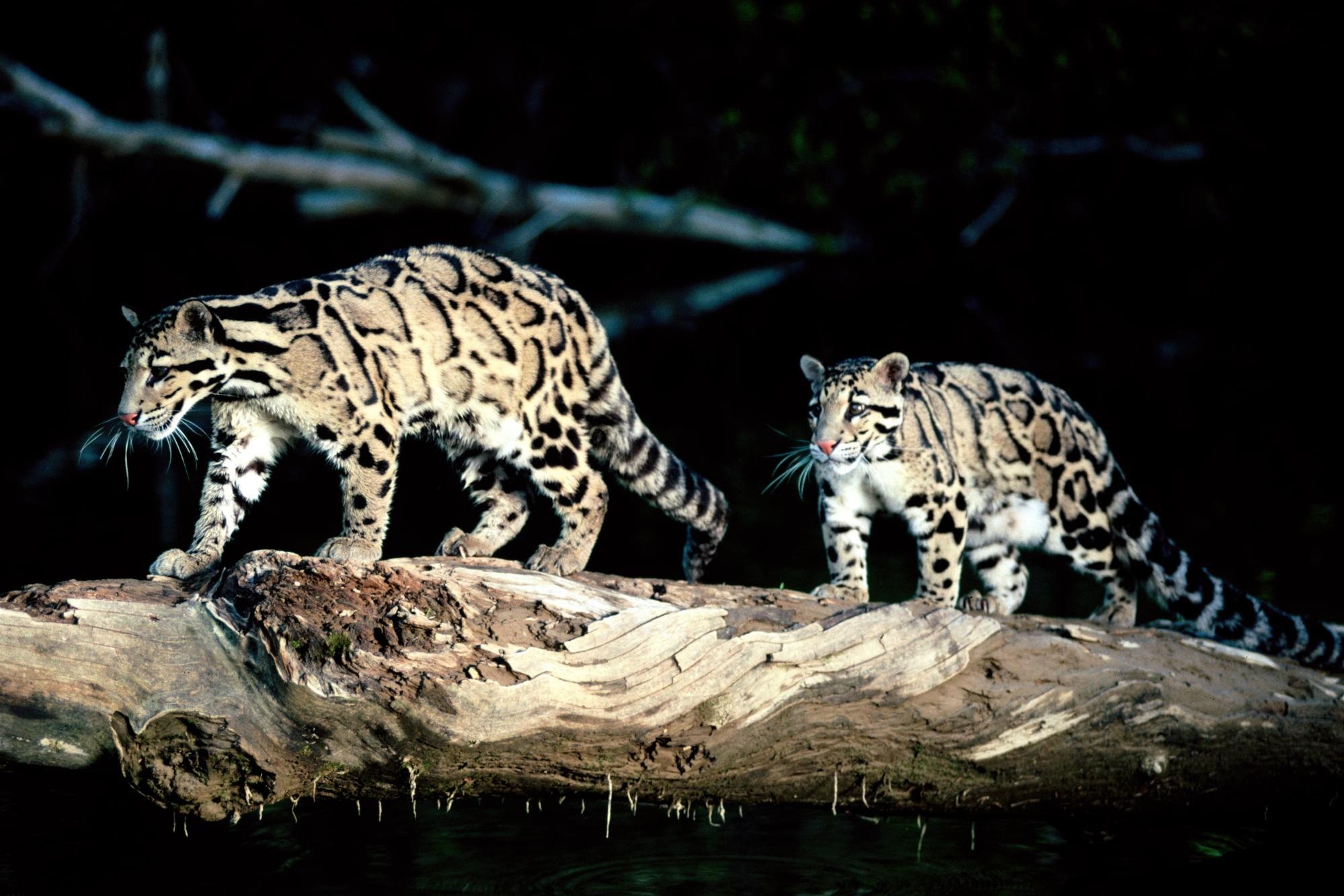 Хищный мир животных. Дымчатый леопард меланист. Дымчатый леопард Саблезубый. Дымчатый леопард и тигр. Дымчатые леопарды (Neofelis).
